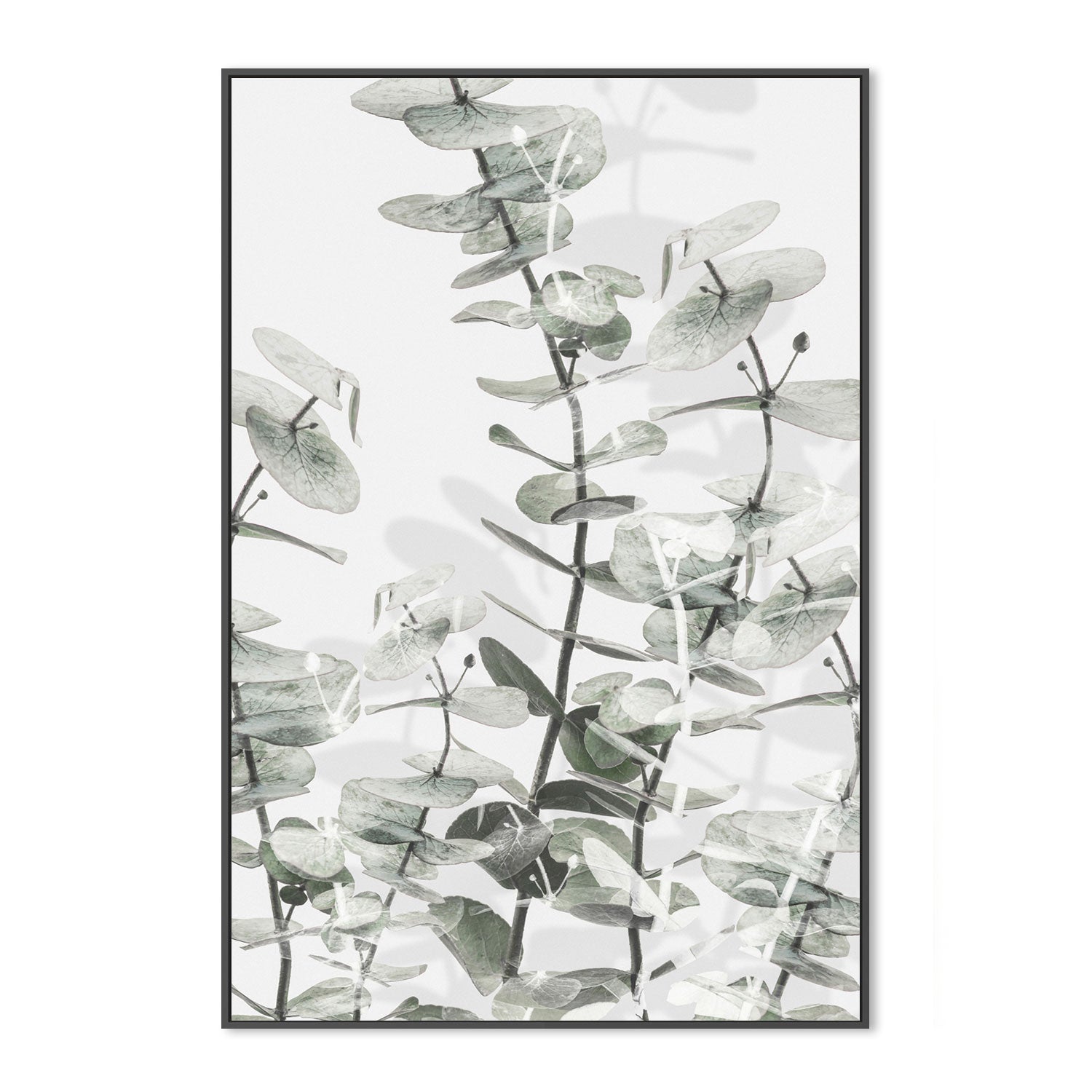 wall-art-print-canvas-poster-framed-Eucalyptus-by-Plus X Studio-Gioia Wall Art