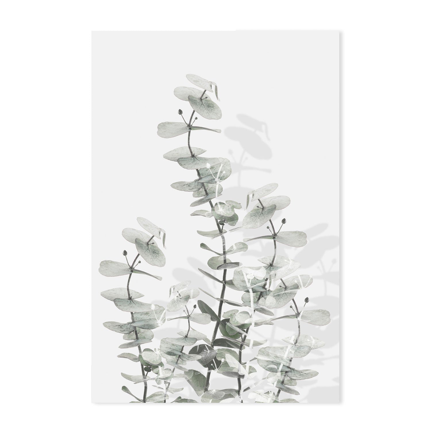 wall-art-print-canvas-poster-framed-Eucalyptus Creative, Style E-by-Plus X Studio-Gioia Wall Art