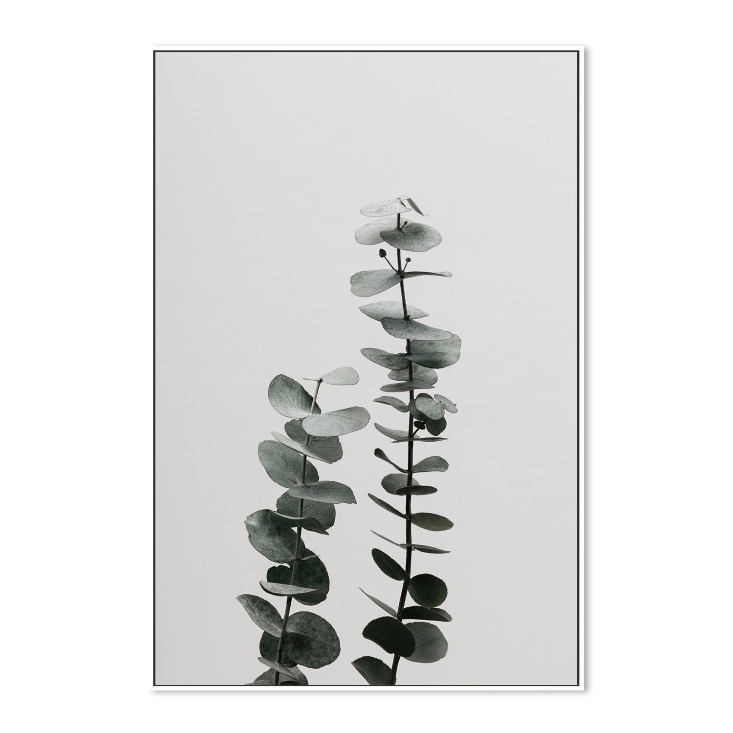 wall-art-print-canvas-poster-framed-Eucalyptus Natural, Style B-by-Plus X Studio-Gioia Wall Art