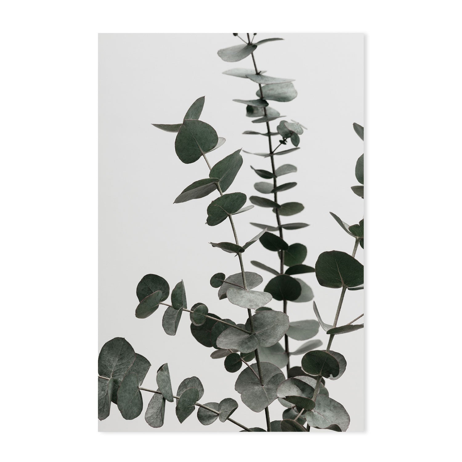wall-art-print-canvas-poster-framed-Eucalyptus Natural, Style D-by-Plus X Studio-Gioia Wall Art