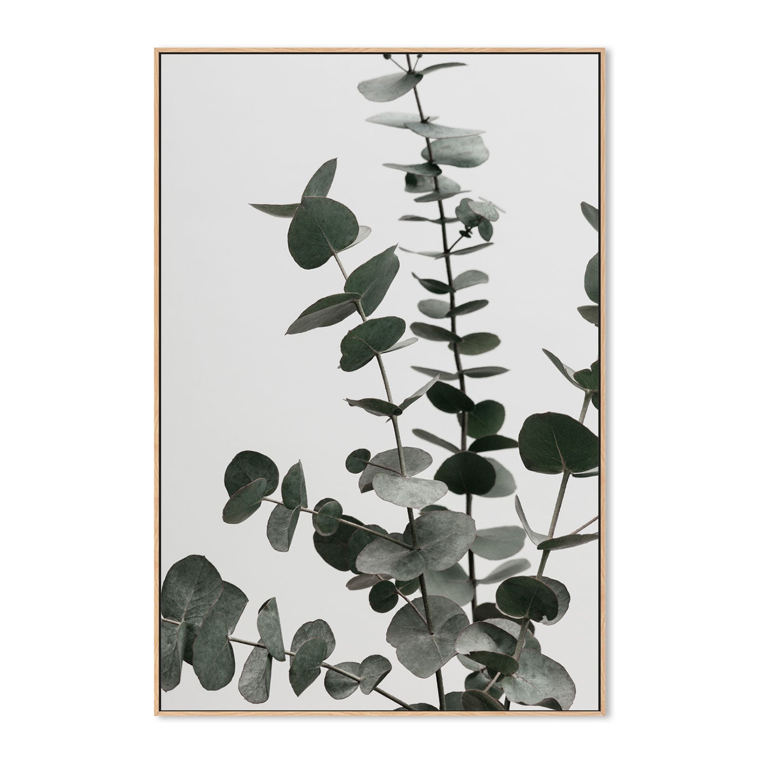 wall-art-print-canvas-poster-framed-Eucalyptus Natural, Style D-by-Plus X Studio-Gioia Wall Art