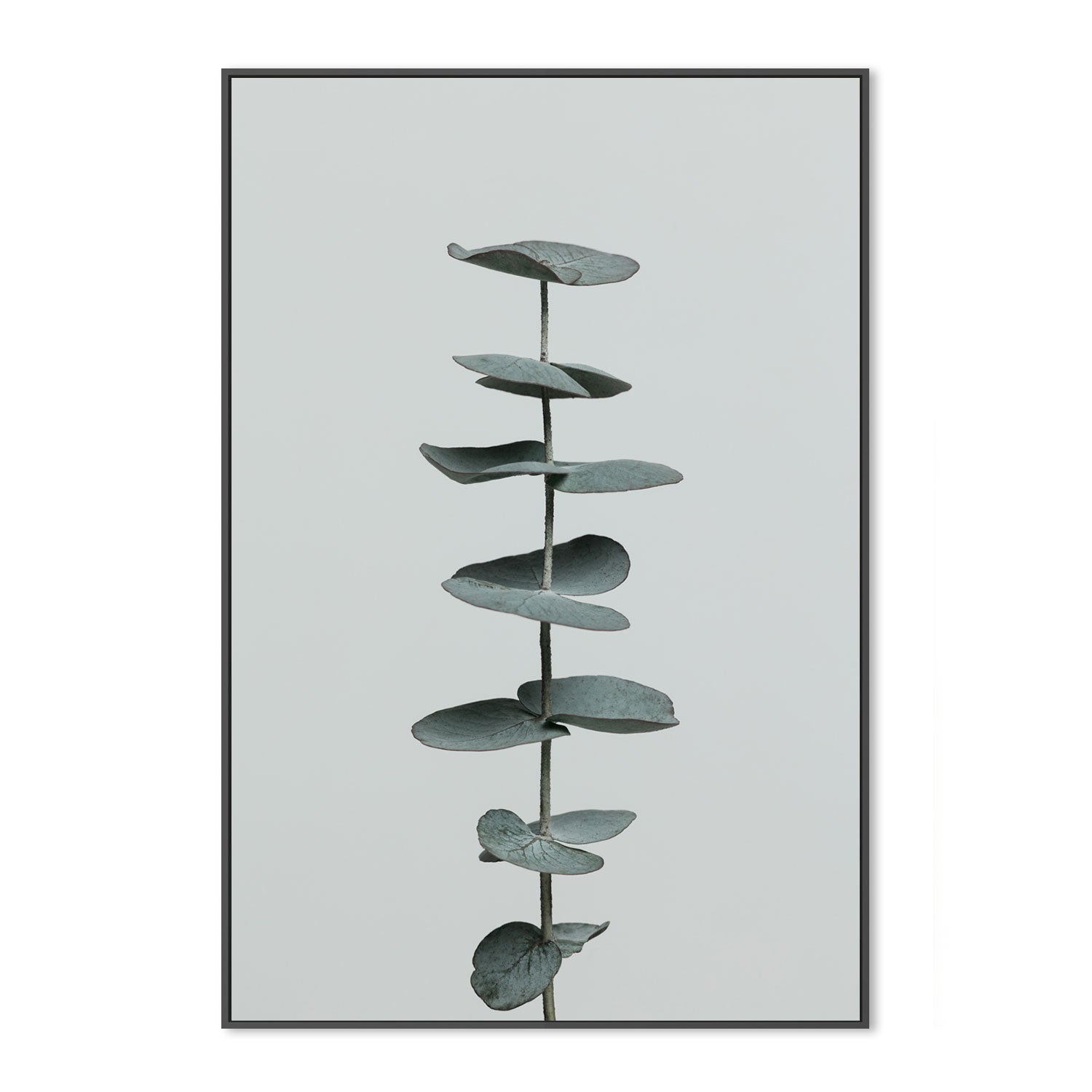 wall-art-print-canvas-poster-framed-Eucalyptus Natural, Style E-by-Plus X Studio-Gioia Wall Art