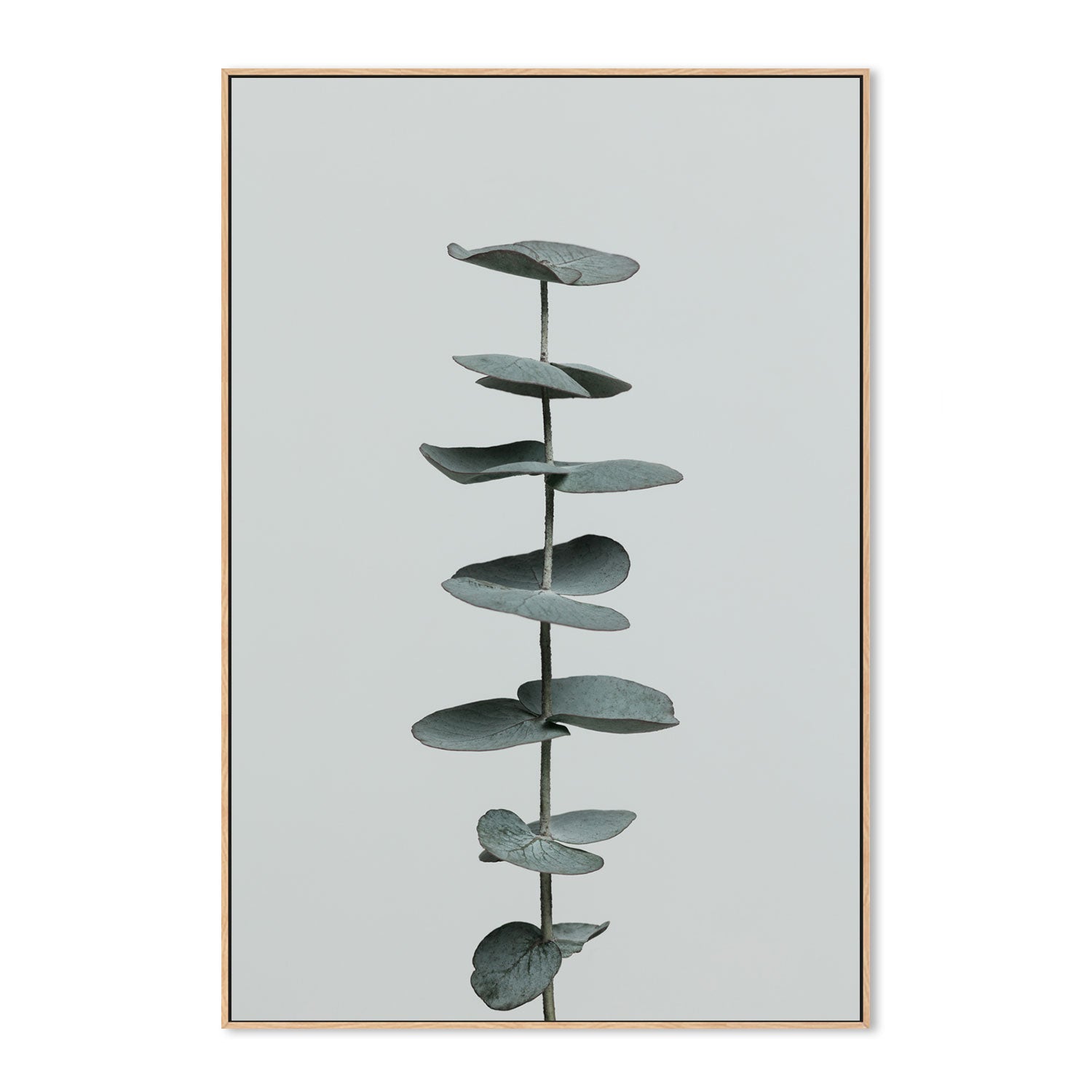 wall-art-print-canvas-poster-framed-Eucalyptus Natural, Style E-by-Plus X Studio-Gioia Wall Art