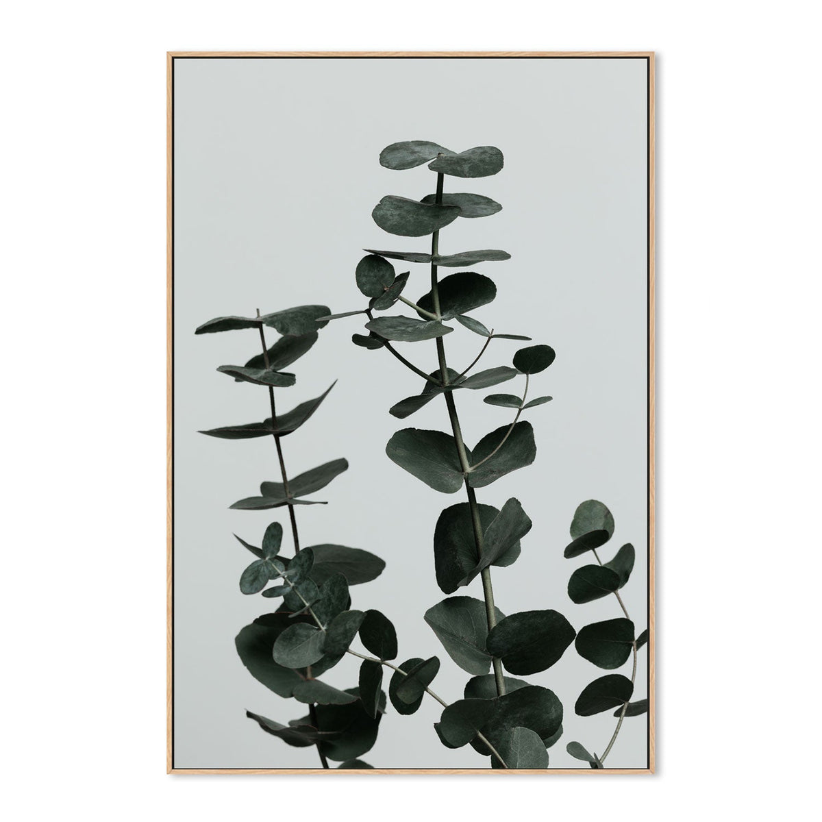 wall-art-print-canvas-poster-framed-Eucalyptus Natural, Style F-by-Plus X Studio-Gioia Wall Art
