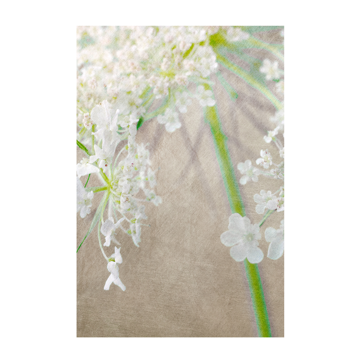 wall-art-print-canvas-poster-framed-First Prize , By Asia Jensen-1