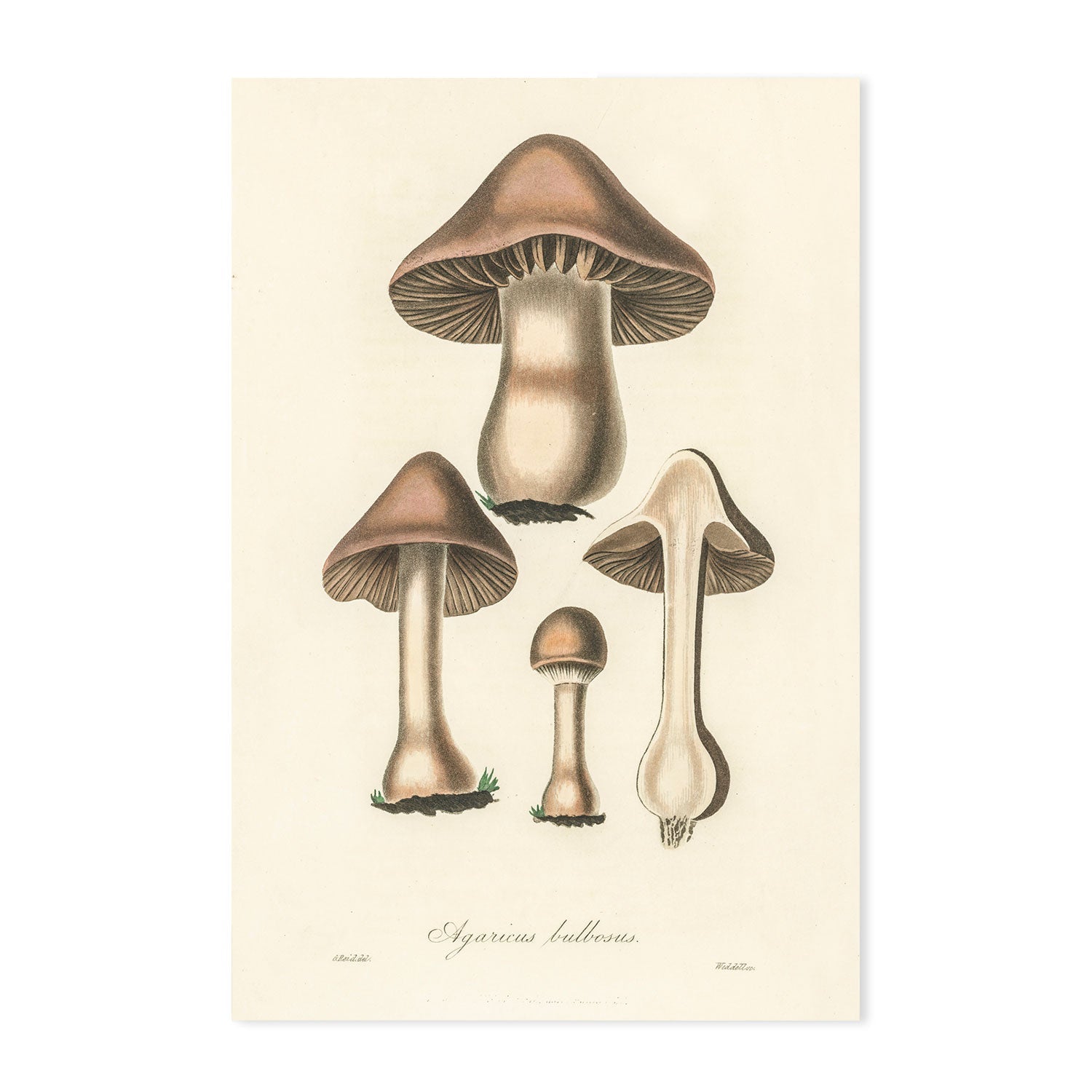 wall-art-print-canvas-poster-framed-Flat Bulb Mushrooms-GIOIA-WALL-ART