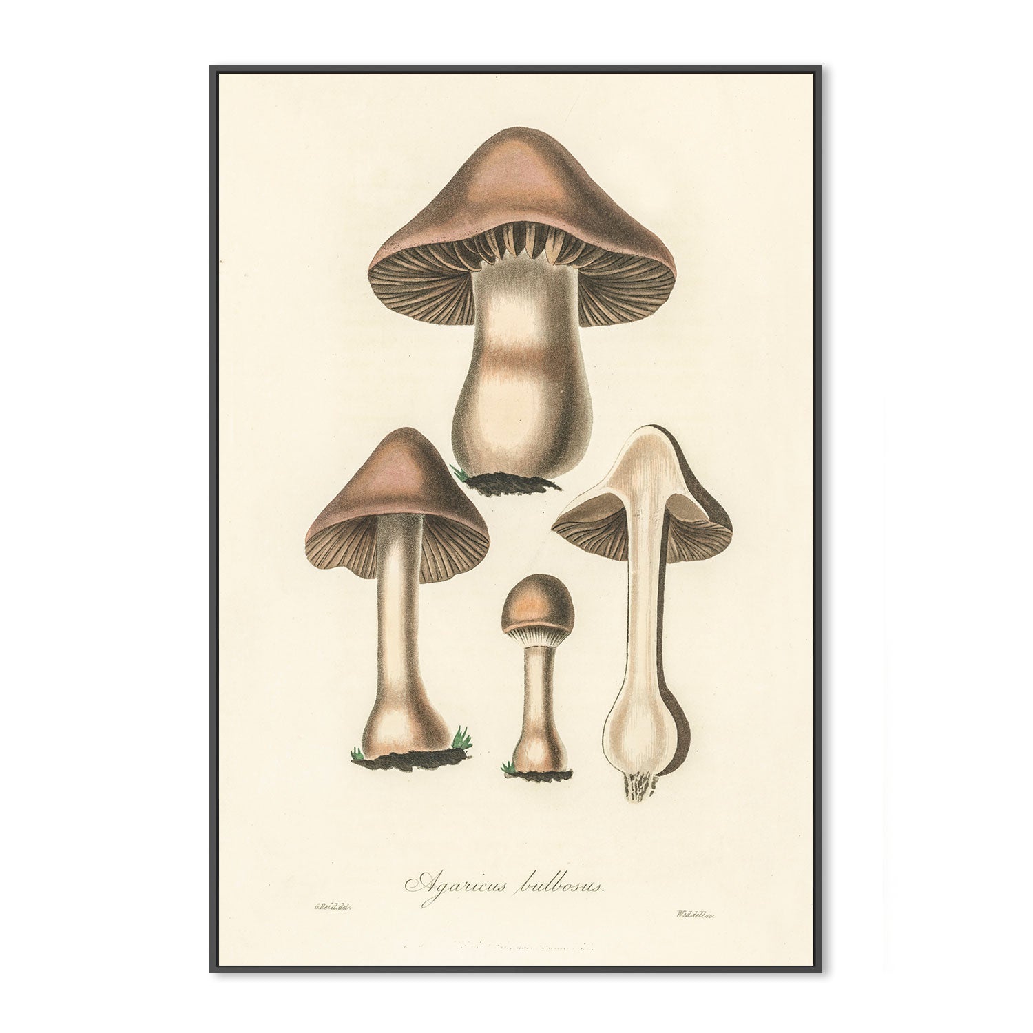 wall-art-print-canvas-poster-framed-Flat Bulb Mushrooms-GIOIA-WALL-ART