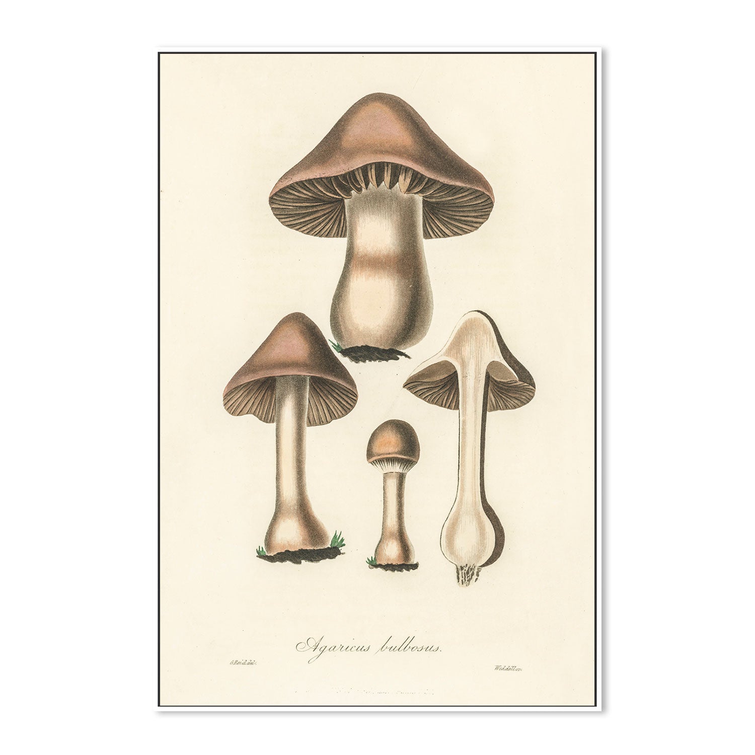 wall-art-print-canvas-poster-framed-Flat Bulb Mushrooms-GIOIA-WALL-ART