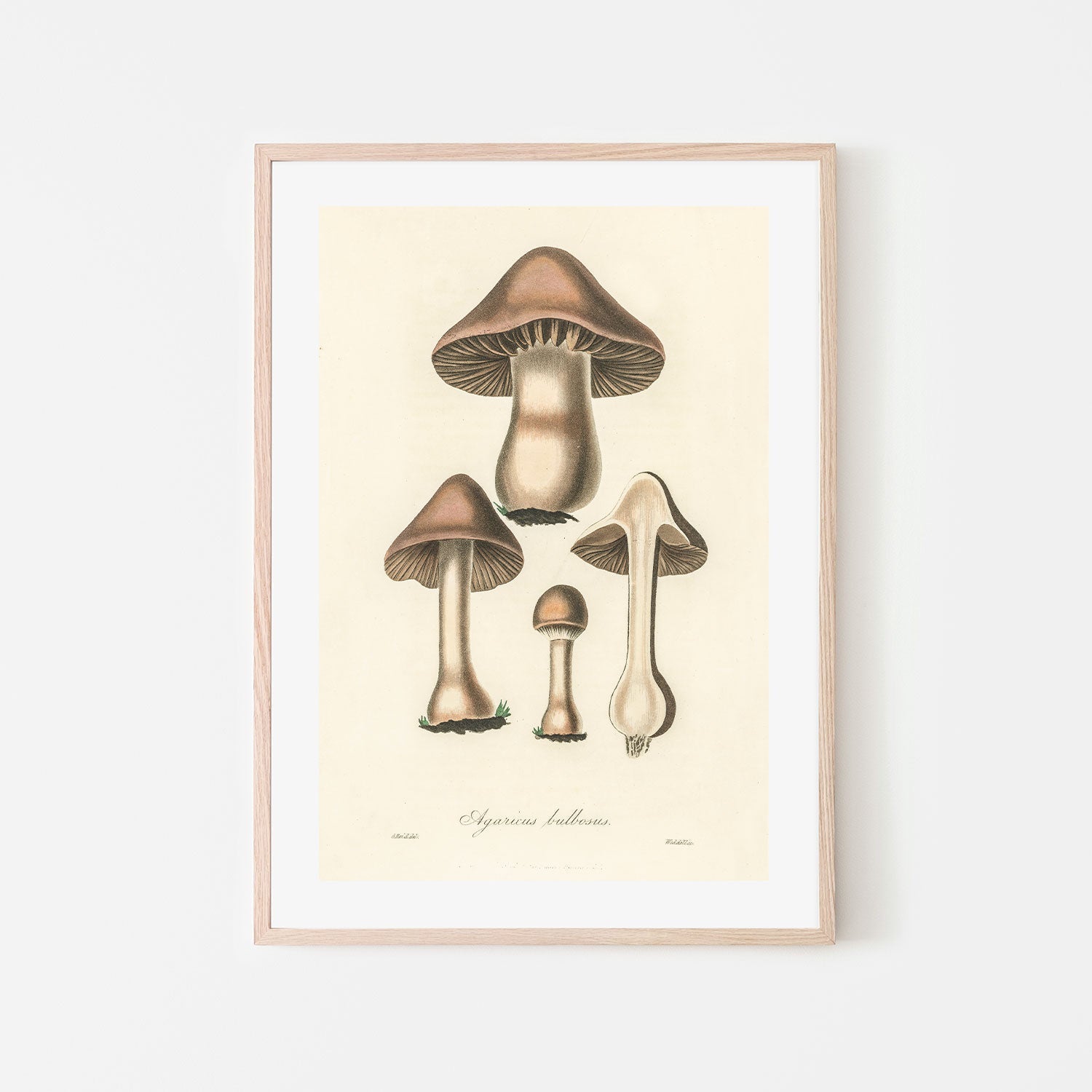 wall-art-print-canvas-poster-framed-Flat Bulb Mushrooms-GIOIA-WALL-ART
