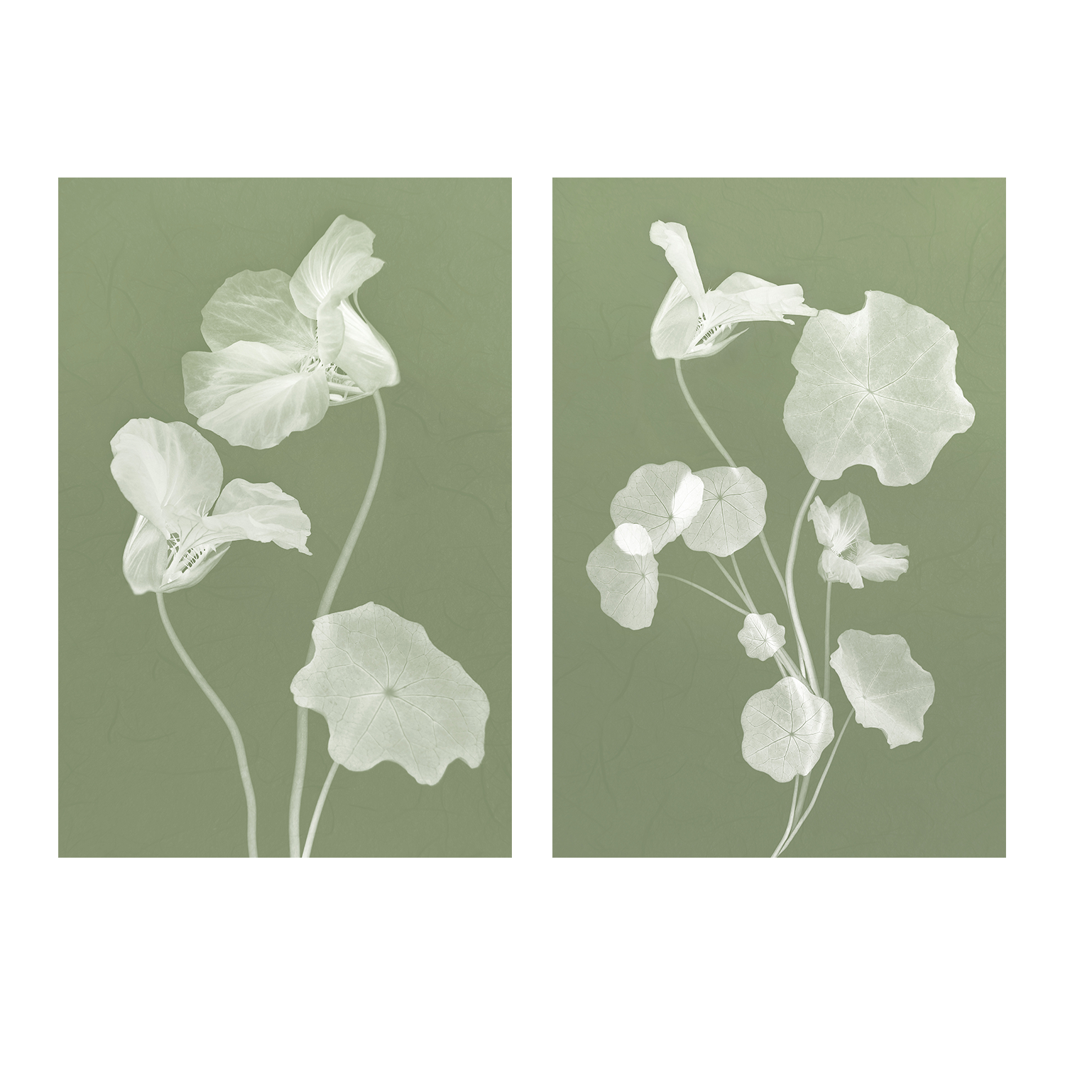 wall-art-print-canvas-poster-framed-Floral Dancer, Style A & B, Set Of 2 , By Leda Robertson-1