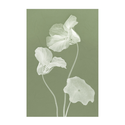wall-art-print-canvas-poster-framed-Floral Dancer, Style A & B, Set Of 2 , By Leda Robertson-8