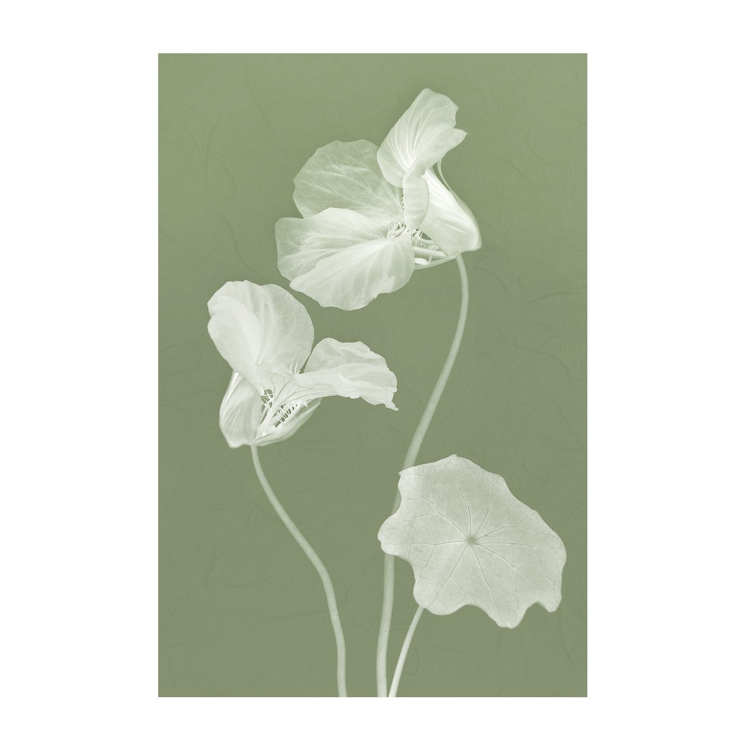 wall-art-print-canvas-poster-framed-Floral Dancer, Style A , By Leda Robertson-1