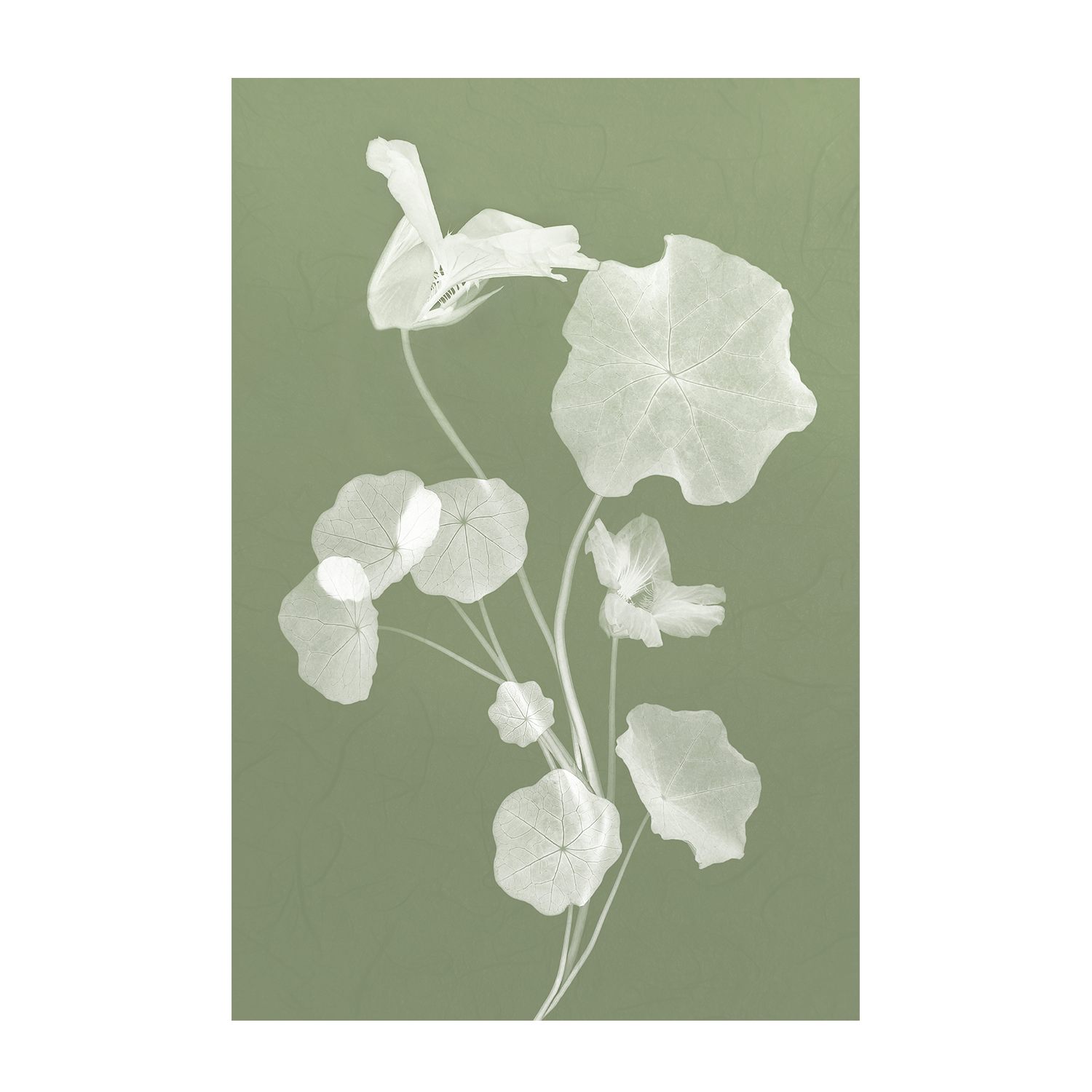 wall-art-print-canvas-poster-framed-Floral Dancer, Style B , By Leda Robertson-1