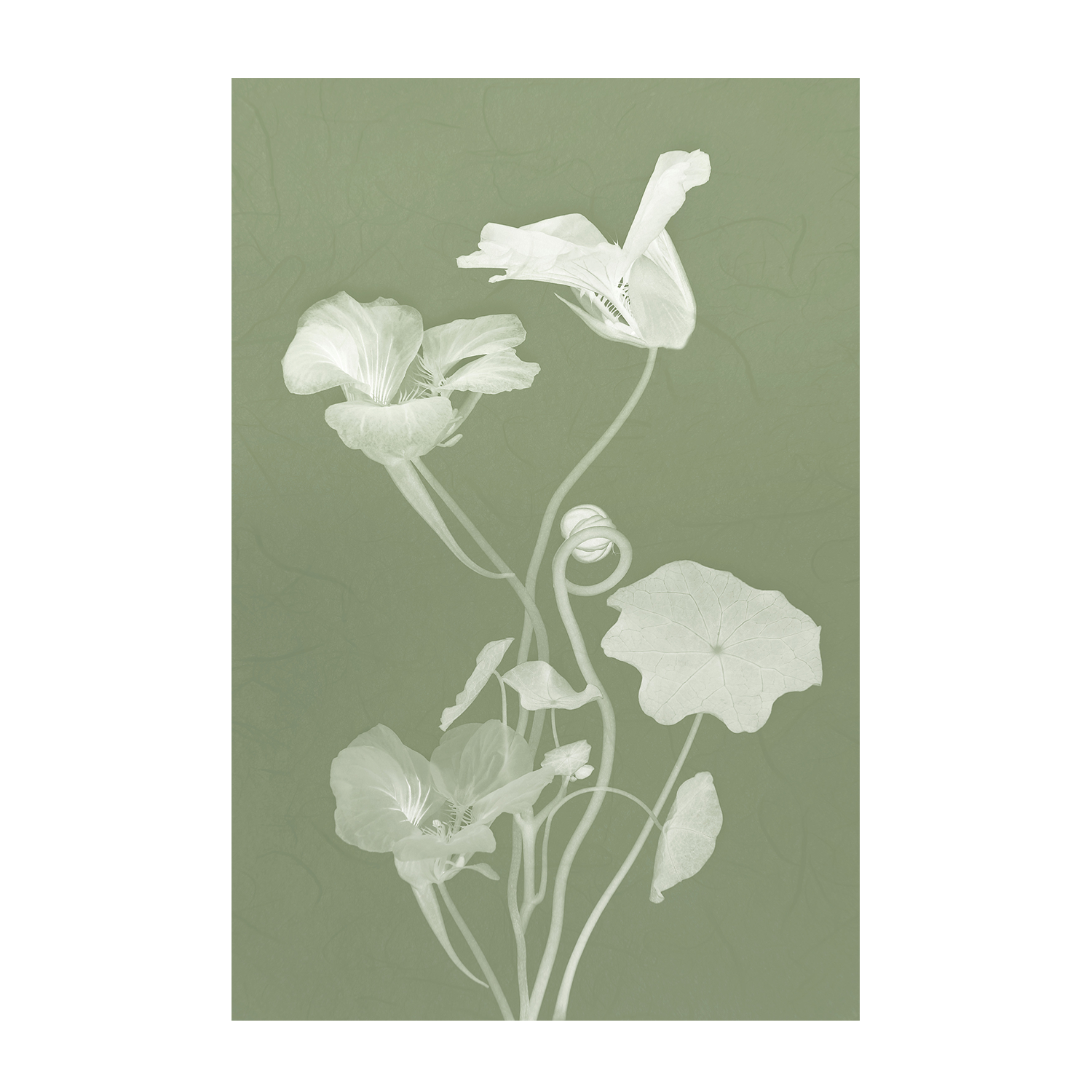 wall-art-print-canvas-poster-framed-Floral Dancer, Style C , By Leda Robertson-1