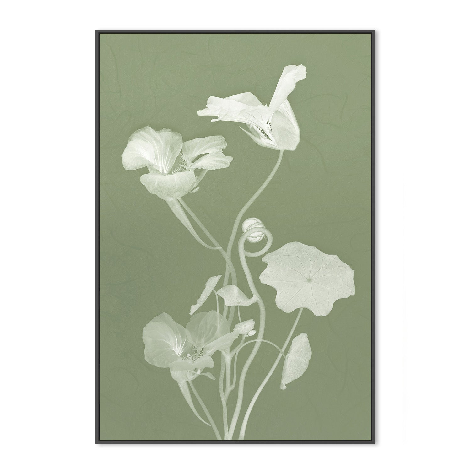 wall-art-print-canvas-poster-framed-Floral Dancer, Style C , By Leda Robertson-3