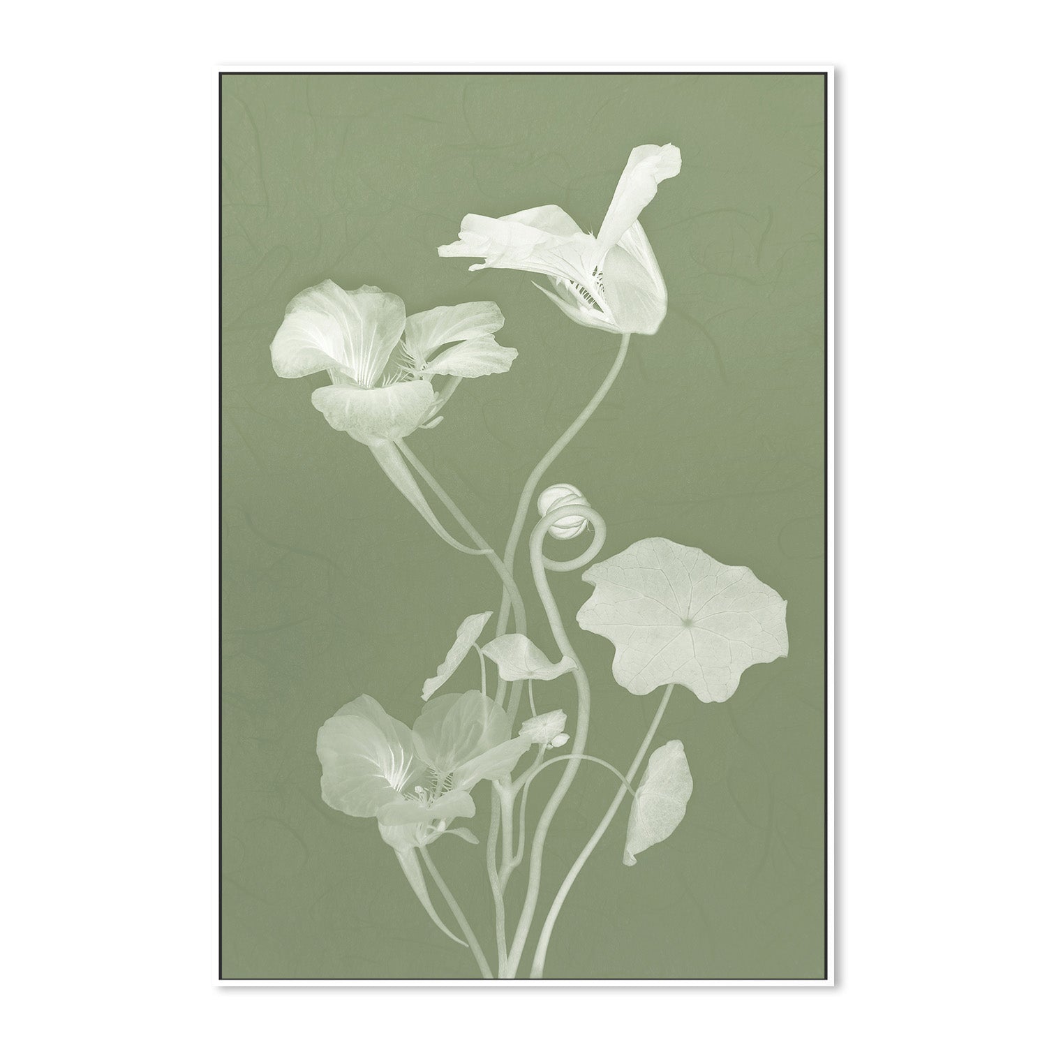 wall-art-print-canvas-poster-framed-Floral Dancer, Style C , By Leda Robertson-5