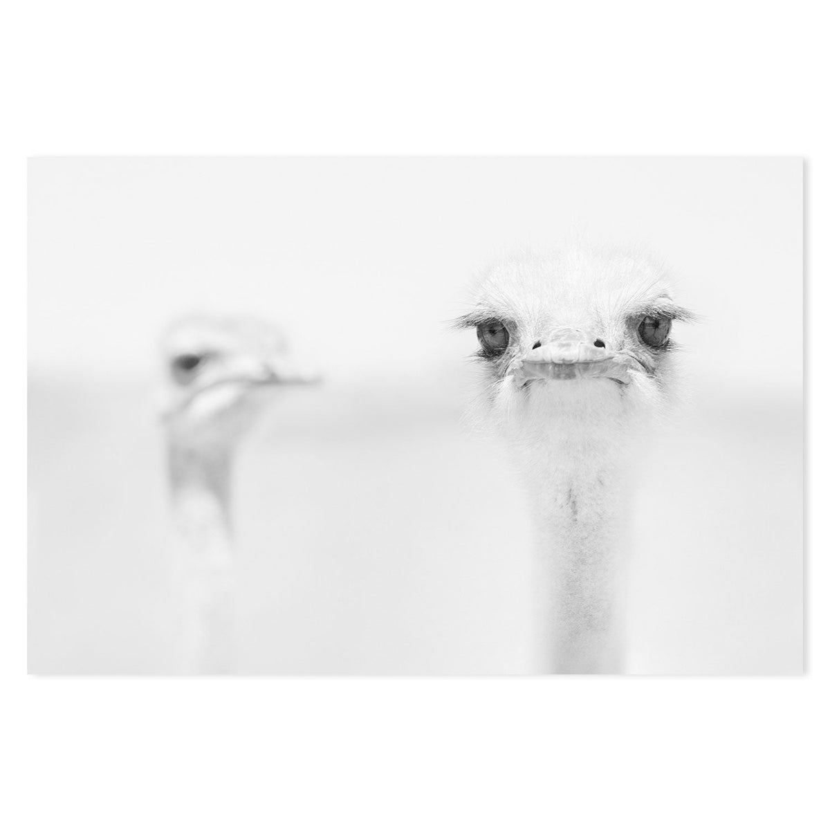 wall-art-print-canvas-poster-framed-Funny Ostrich, by Carlo Tonti-by-Plus X Studio-Gioia Wall Art