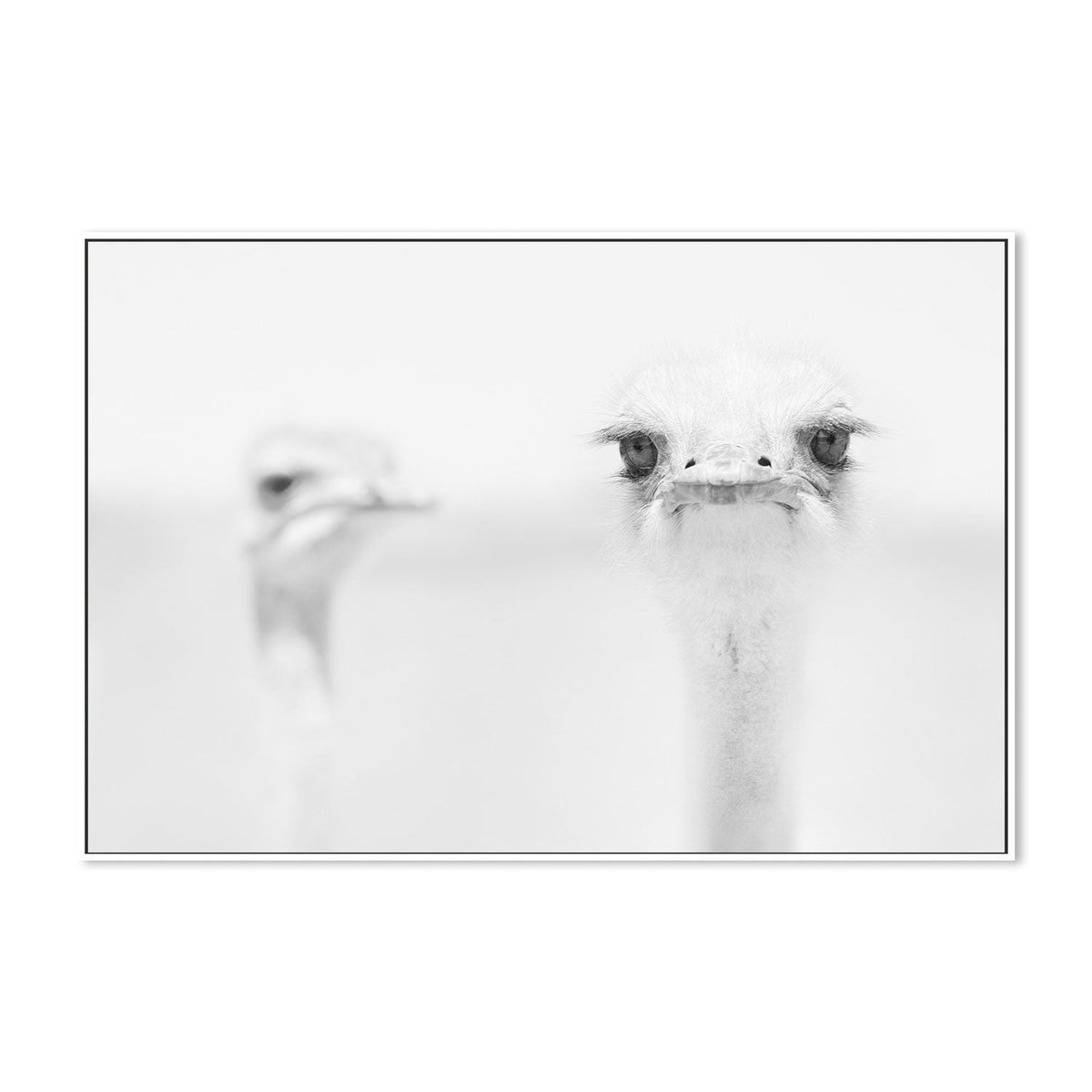 wall-art-print-canvas-poster-framed-Funny Ostrich, by Carlo Tonti-by-Plus X Studio-Gioia Wall Art