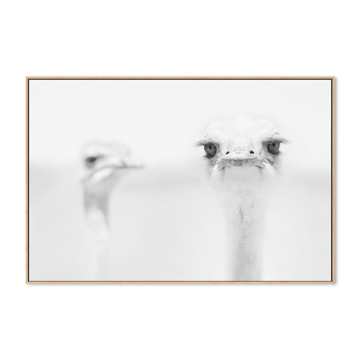 wall-art-print-canvas-poster-framed-Funny Ostrich, by Carlo Tonti-by-Plus X Studio-Gioia Wall Art