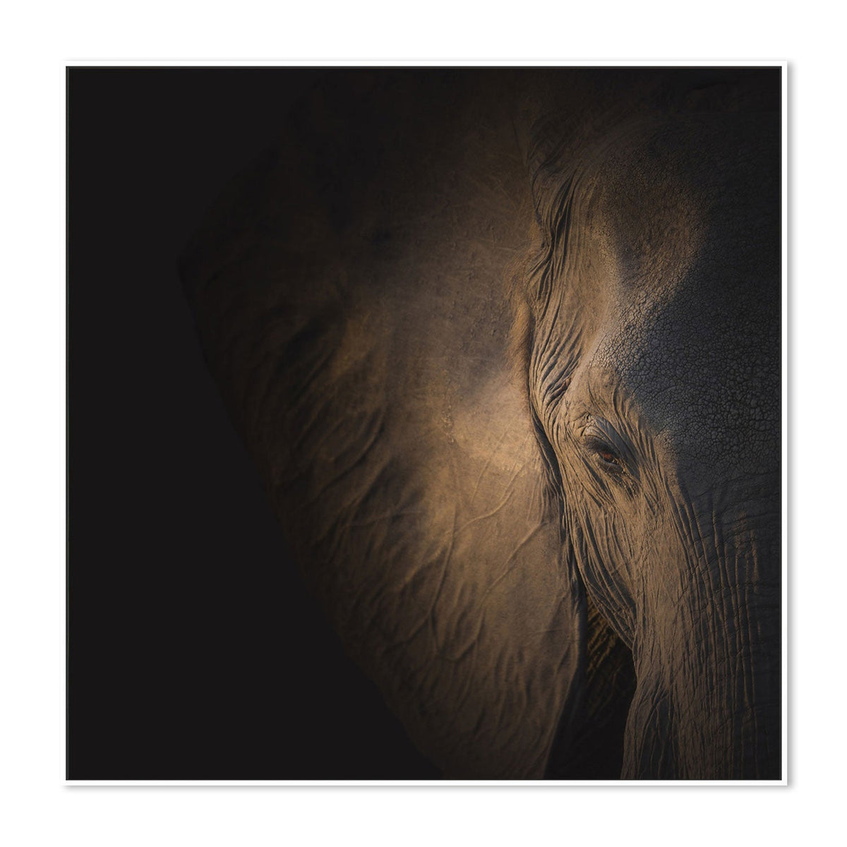 wall-art-print-canvas-poster-framed-Gently Giant, by Louise Wolbers-by-Plus X Studio-Gioia Wall Art