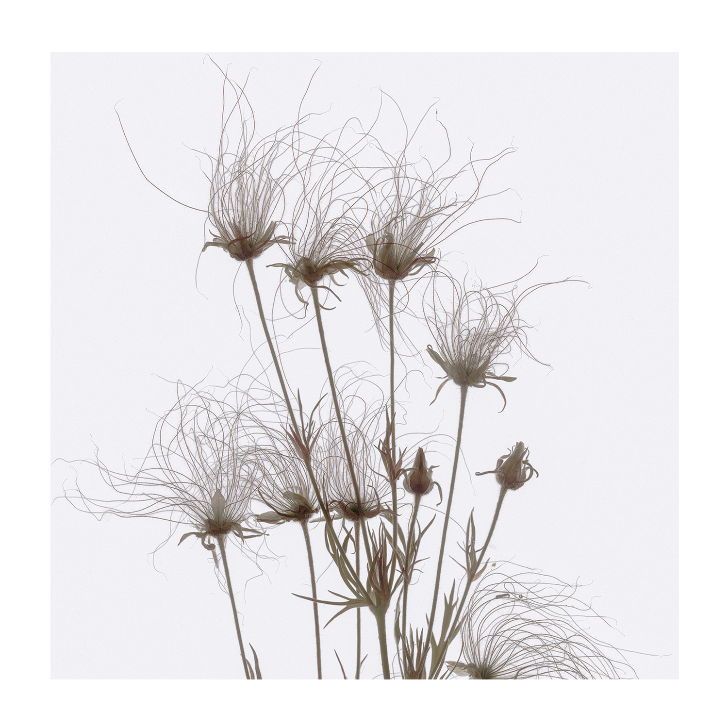 wall-art-print-canvas-poster-framed-Geum Seed Heads Brown , By Asia Jensen-1