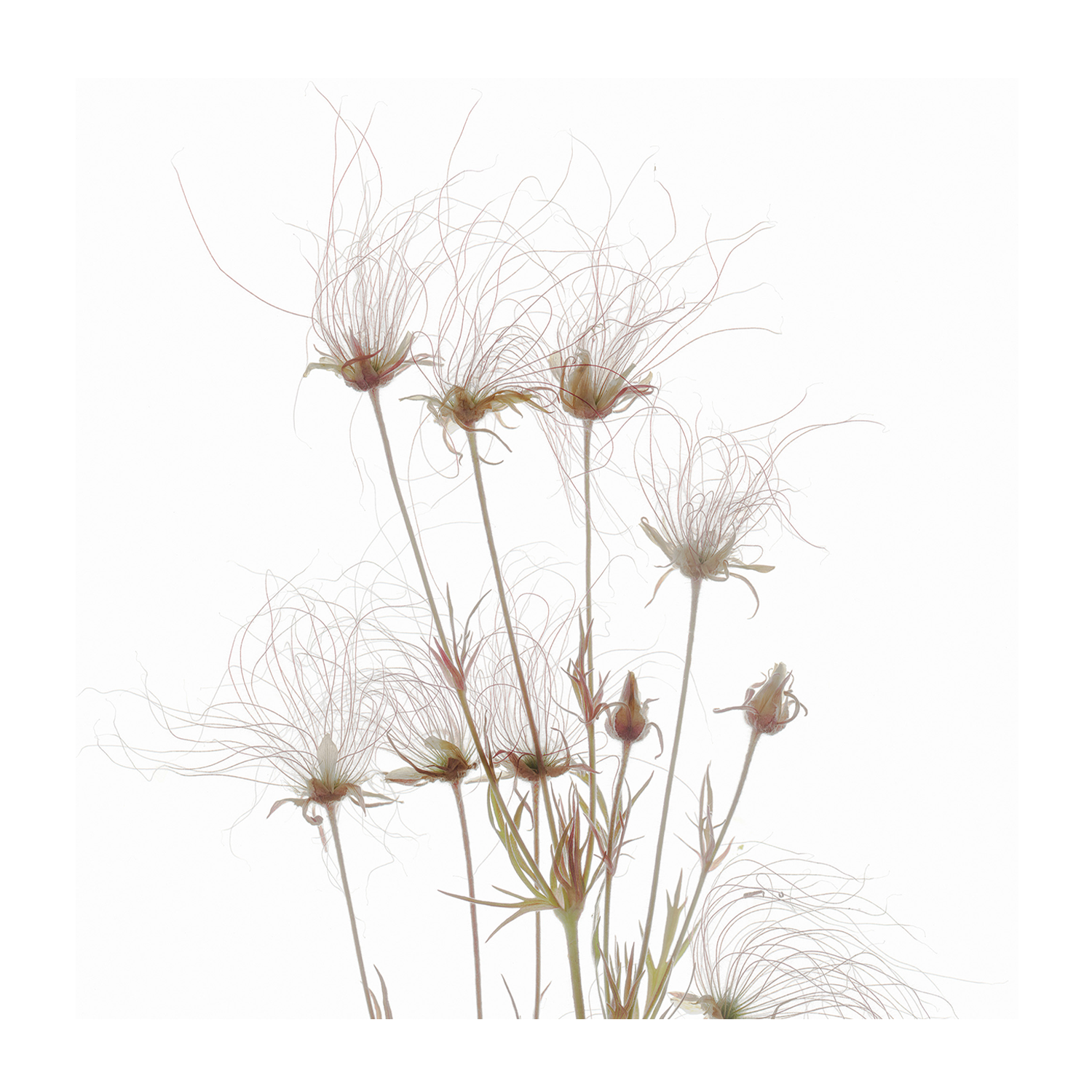 wall-art-print-canvas-poster-framed-Geum Seed Heads , By Asia Jensen-1