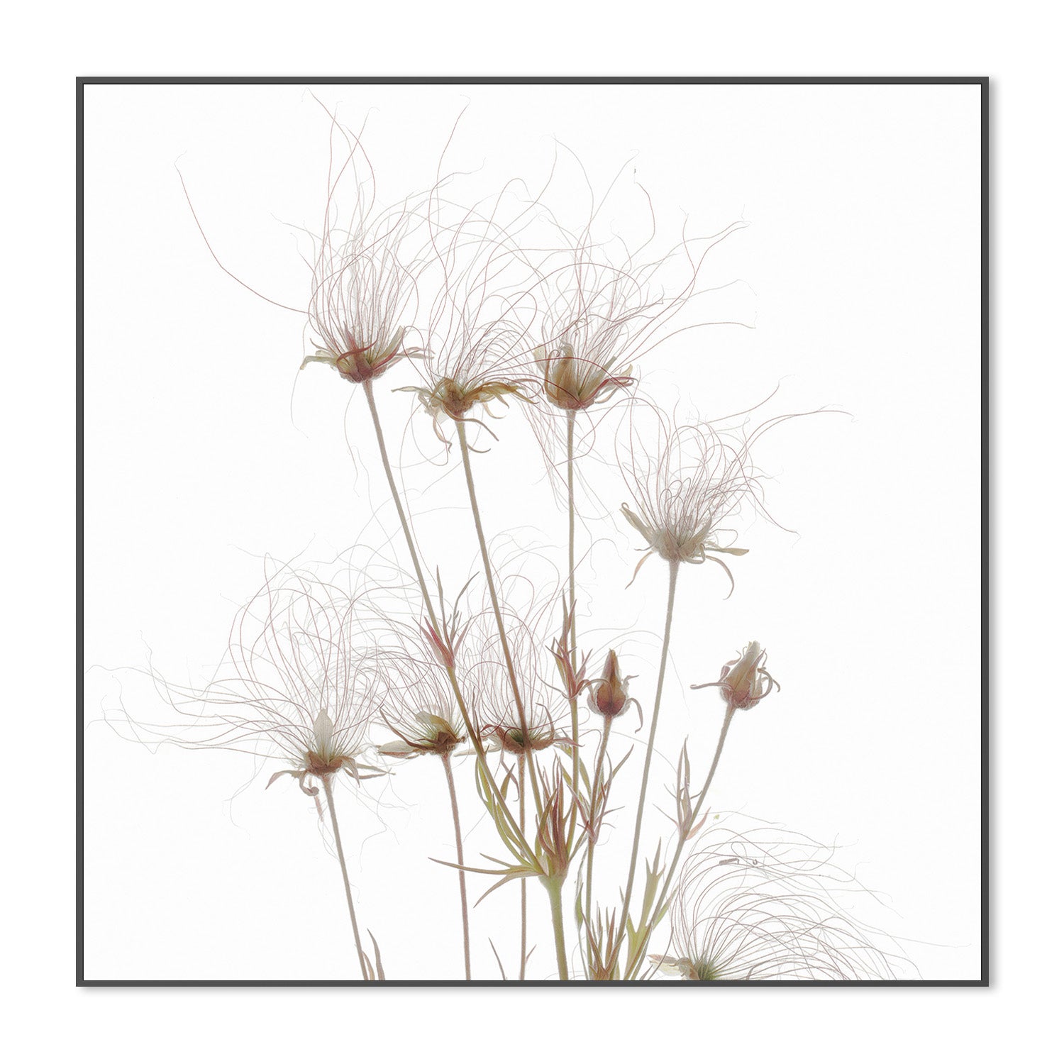 wall-art-print-canvas-poster-framed-Geum Seed Heads , By Asia Jensen-3