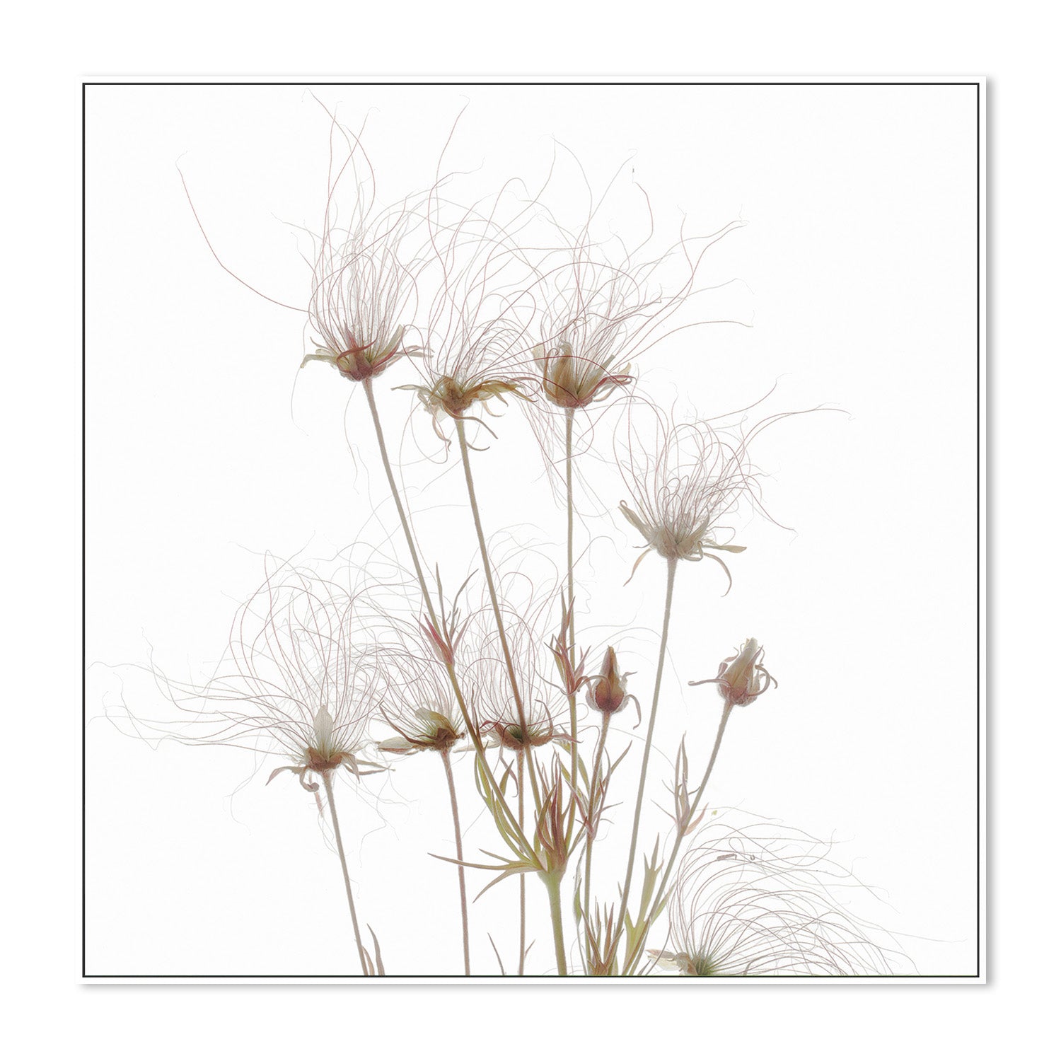 wall-art-print-canvas-poster-framed-Geum Seed Heads , By Asia Jensen-5
