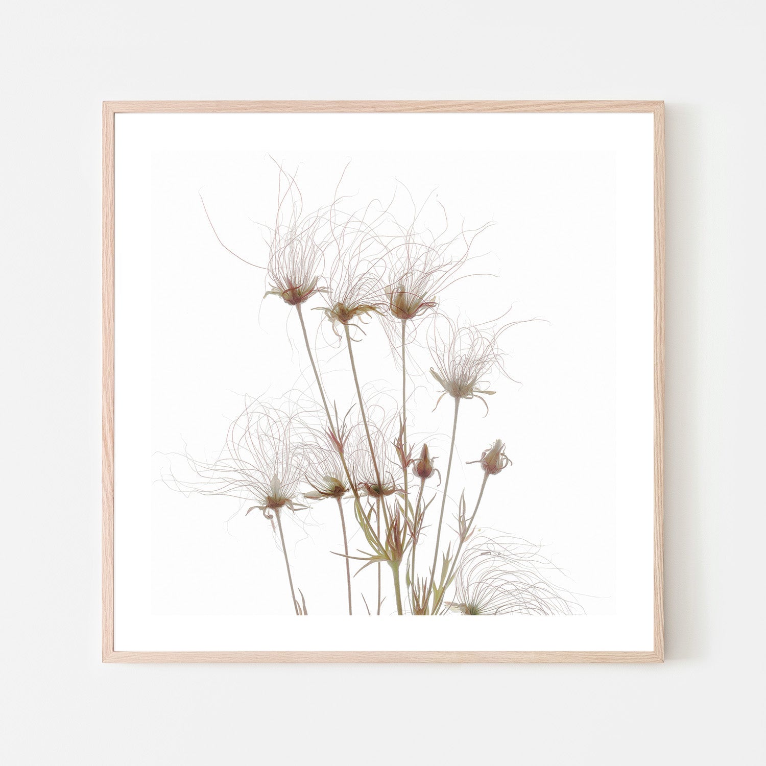 wall-art-print-canvas-poster-framed-Geum Seed Heads , By Asia Jensen-6