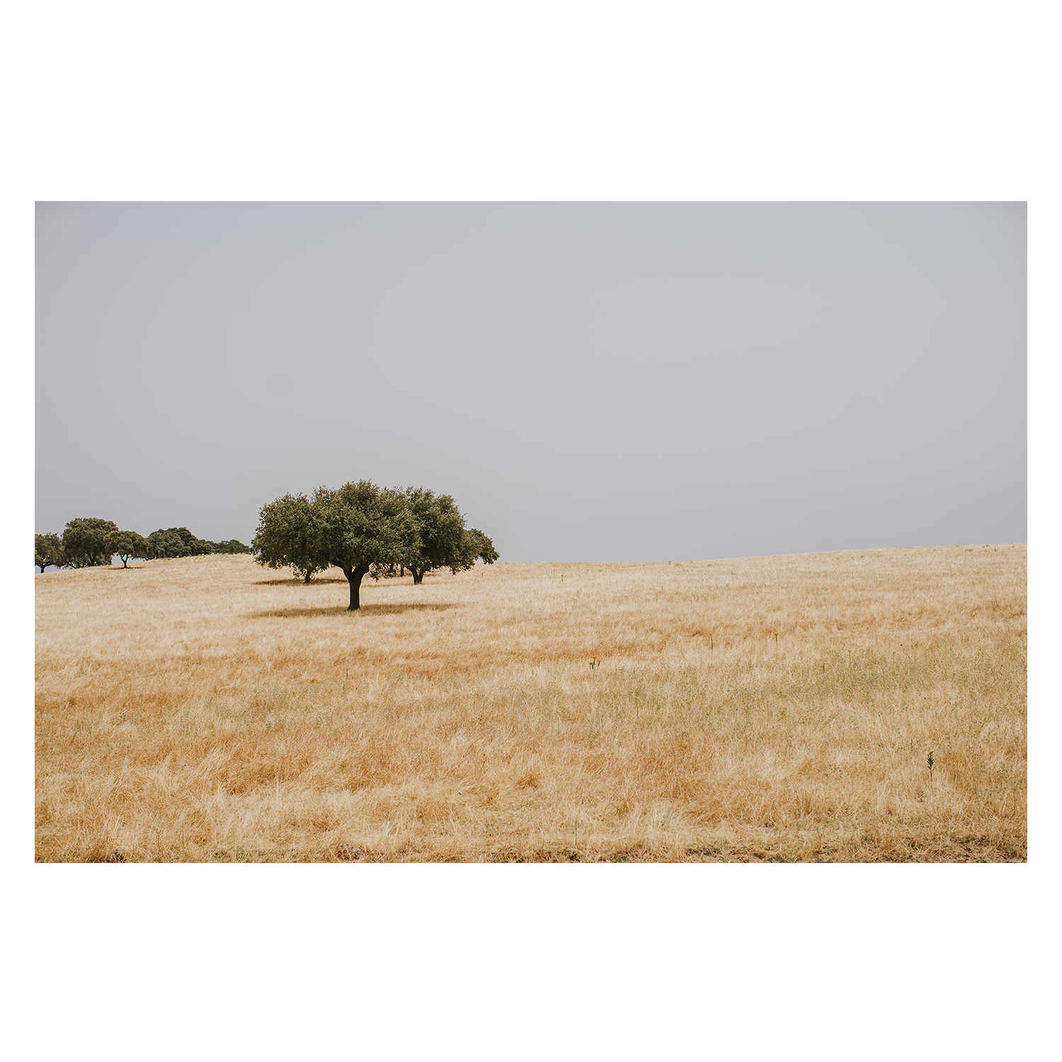 wall-art-print-canvas-poster-framed-Golden Landscape , By Hello Twiggs-1