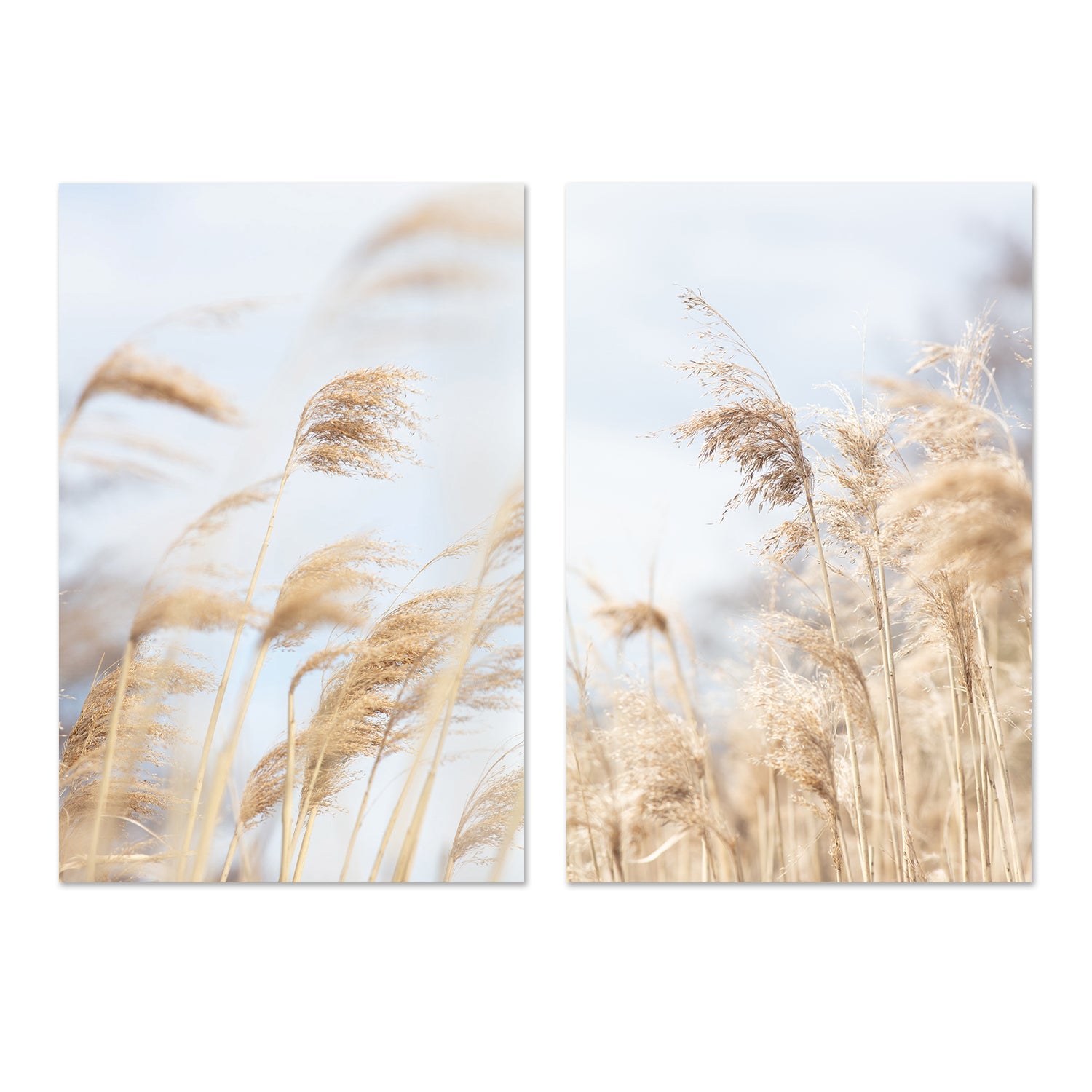 wall-art-print-canvas-poster-framed-Grass Reed And Sky, Set Of 2-by-Plus X Studio-Gioia Wall Art