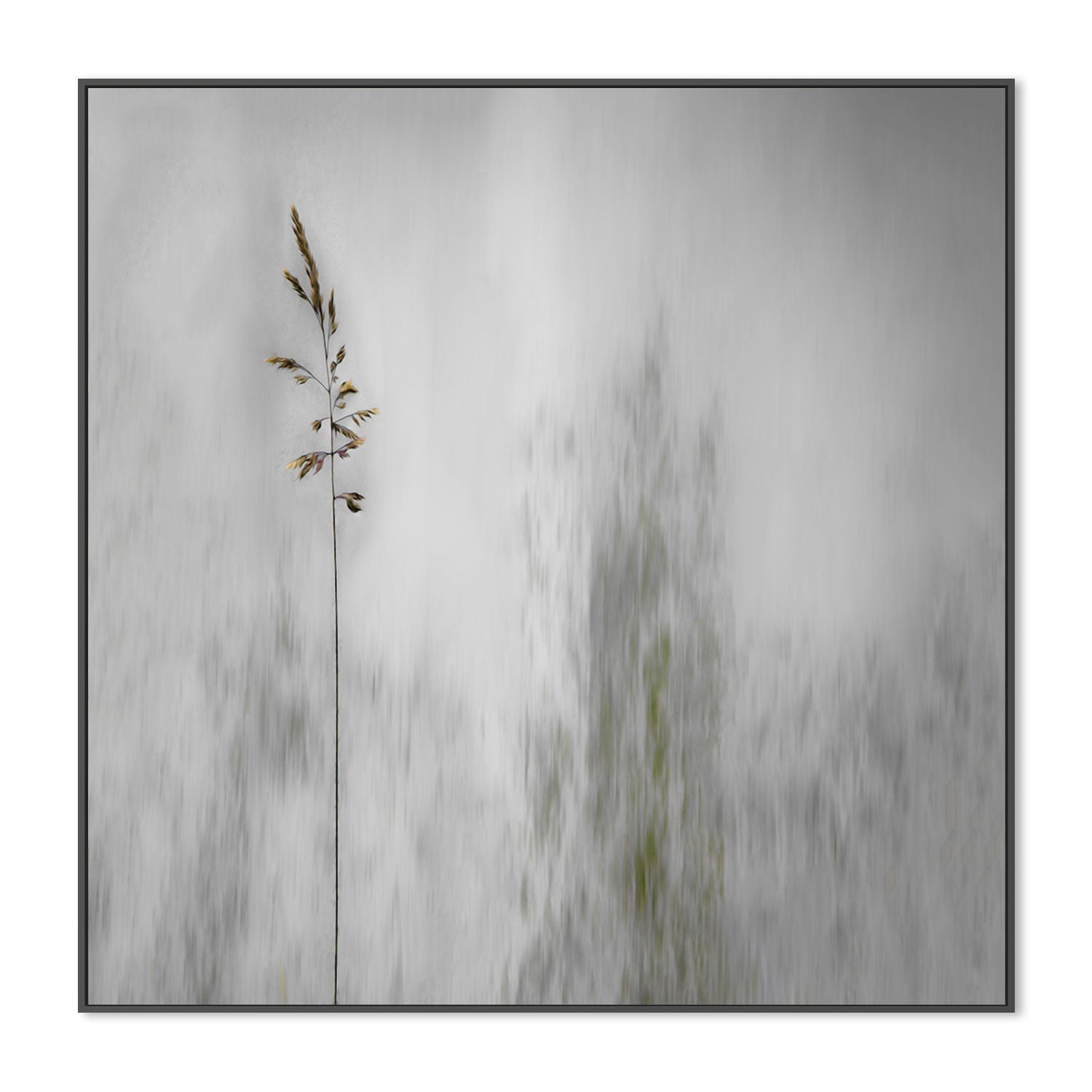 wall-art-print-canvas-poster-framed-Growing Tall , By Gilbert Claes-GIOIA-WALL-ART