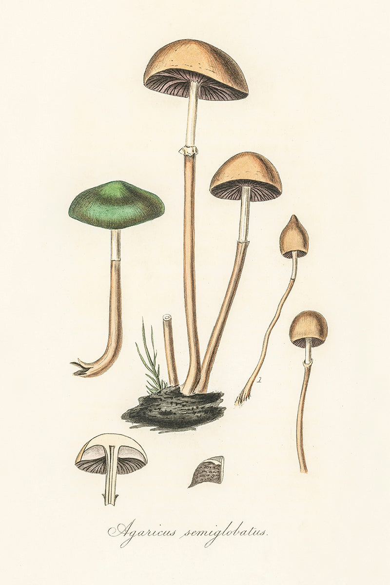 wall-art-print-canvas-poster-framed-Halfglobe Mushrooms-GIOIA-WALL-ART