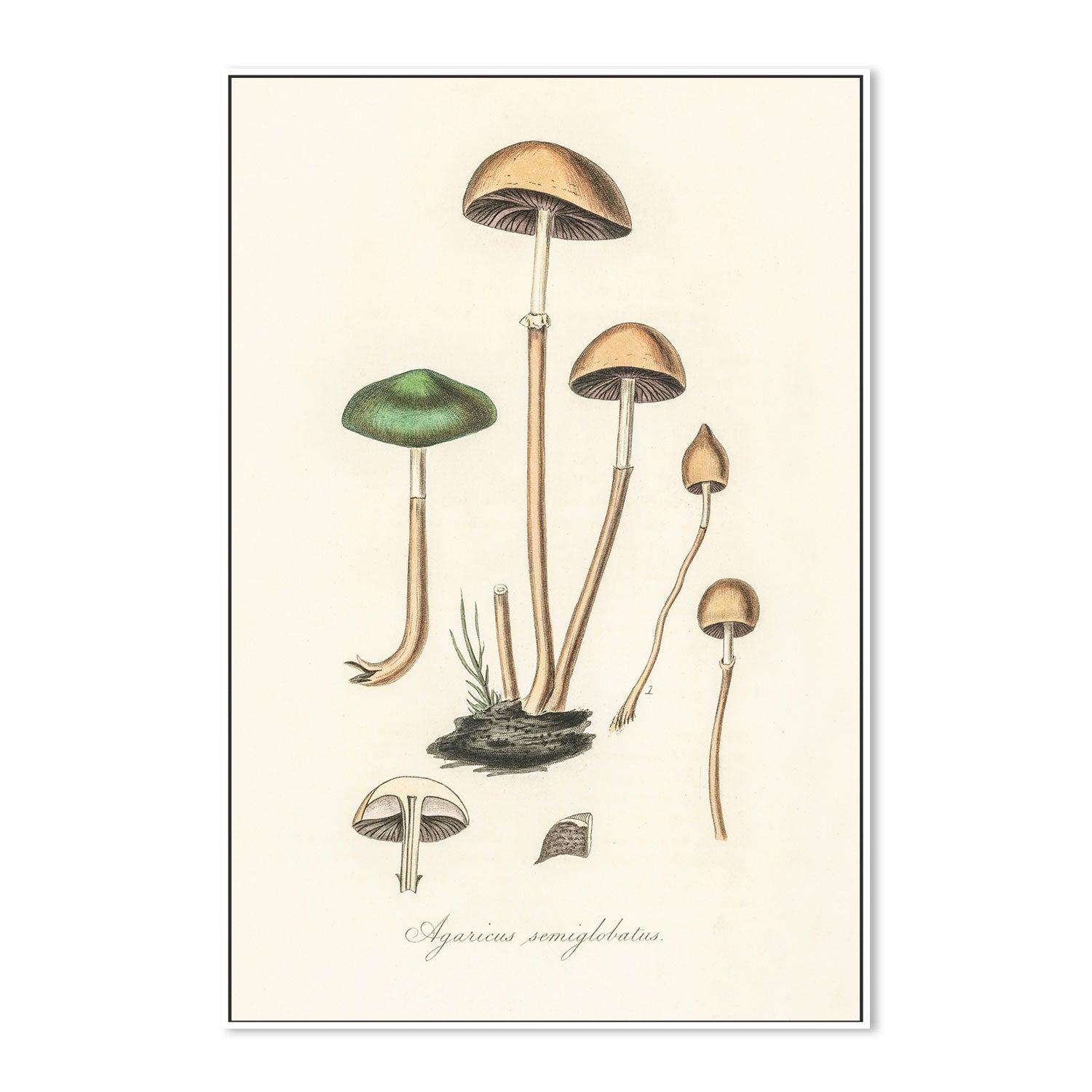 wall-art-print-canvas-poster-framed-Halfglobe Mushrooms-GIOIA-WALL-ART