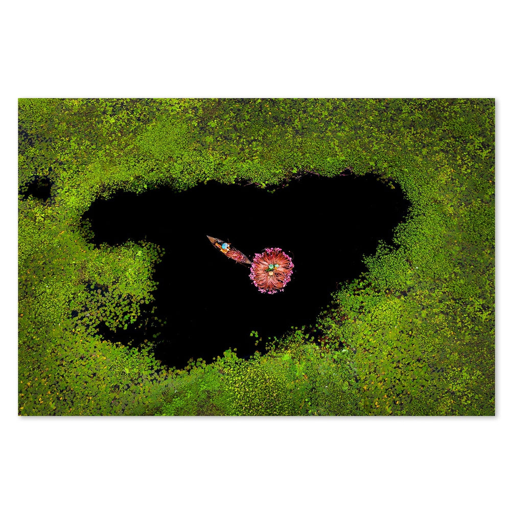 Harvesting Waterlily, by Sujon Adikary-Gioia-Prints-Framed-Canvas-Poster-GIOIA-WALL-ART