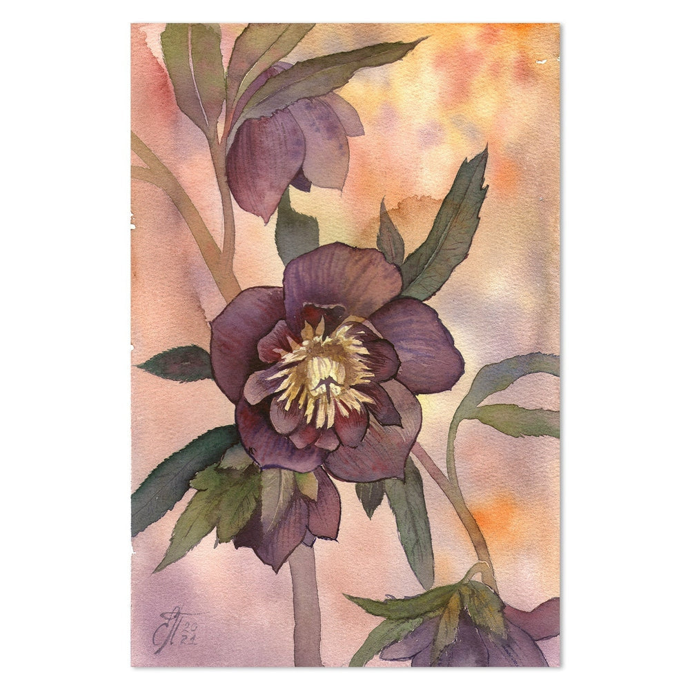 wall-art-print-canvas-poster-framed-Hellebore-by-Ekaterina Prisich-Gioia Wall Art