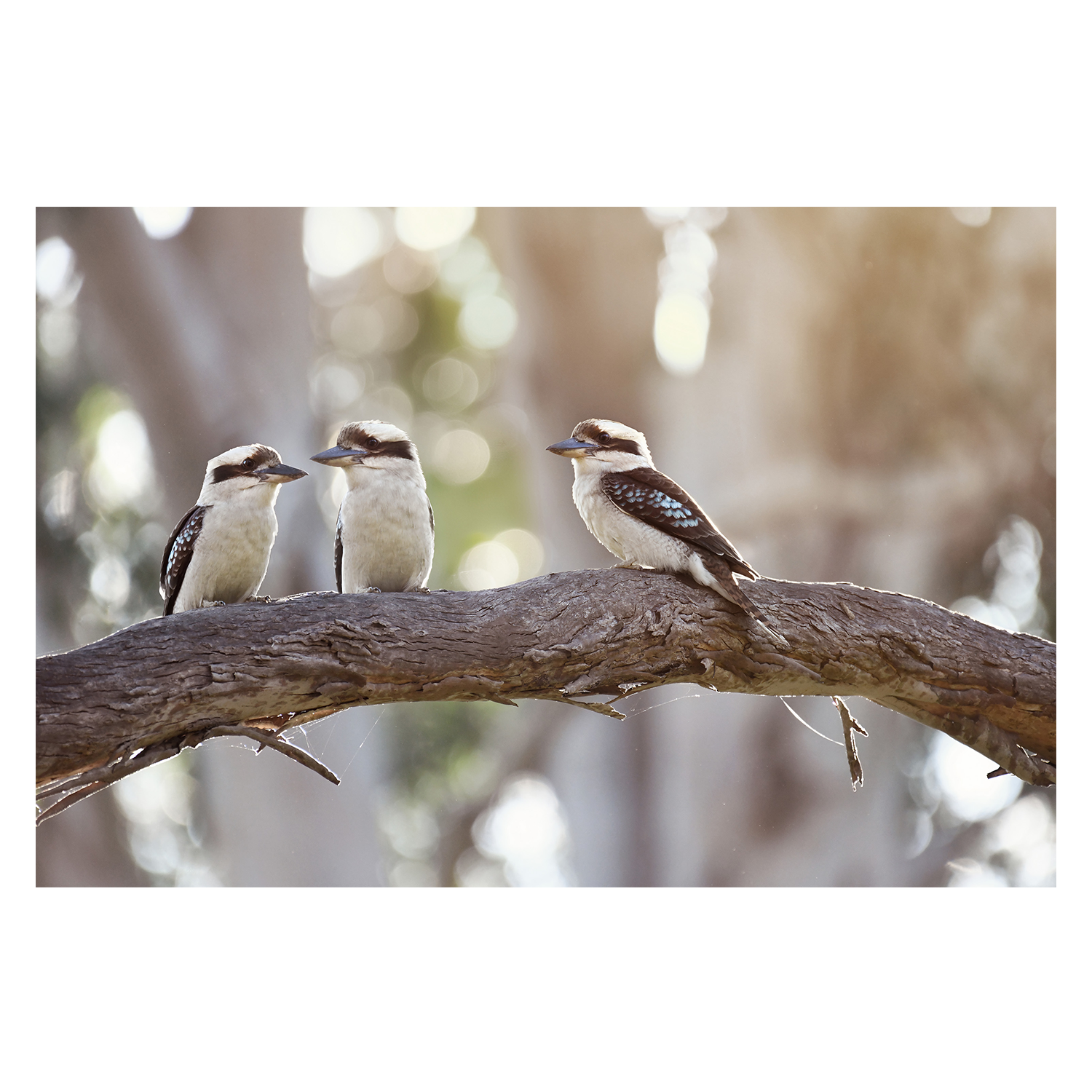 wall-art-print-canvas-poster-framed-Kevin, Garry and Wally , By Belinda Gerace-1