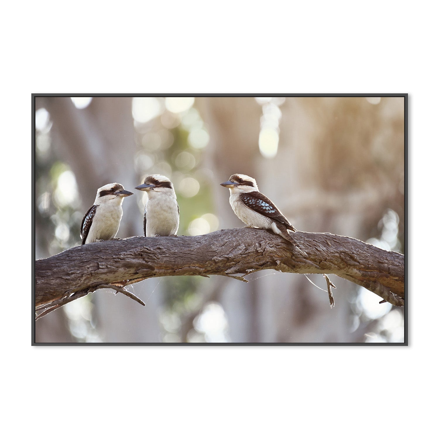 wall-art-print-canvas-poster-framed-Kevin, Garry and Wally , By Belinda Gerace-3