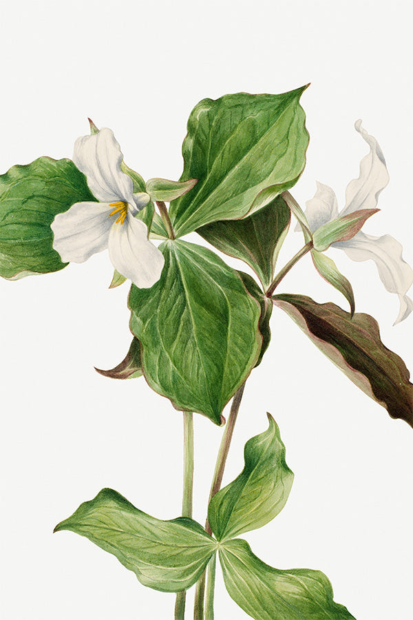 wall-art-print-canvas-poster-framed-Large White Trillium-1