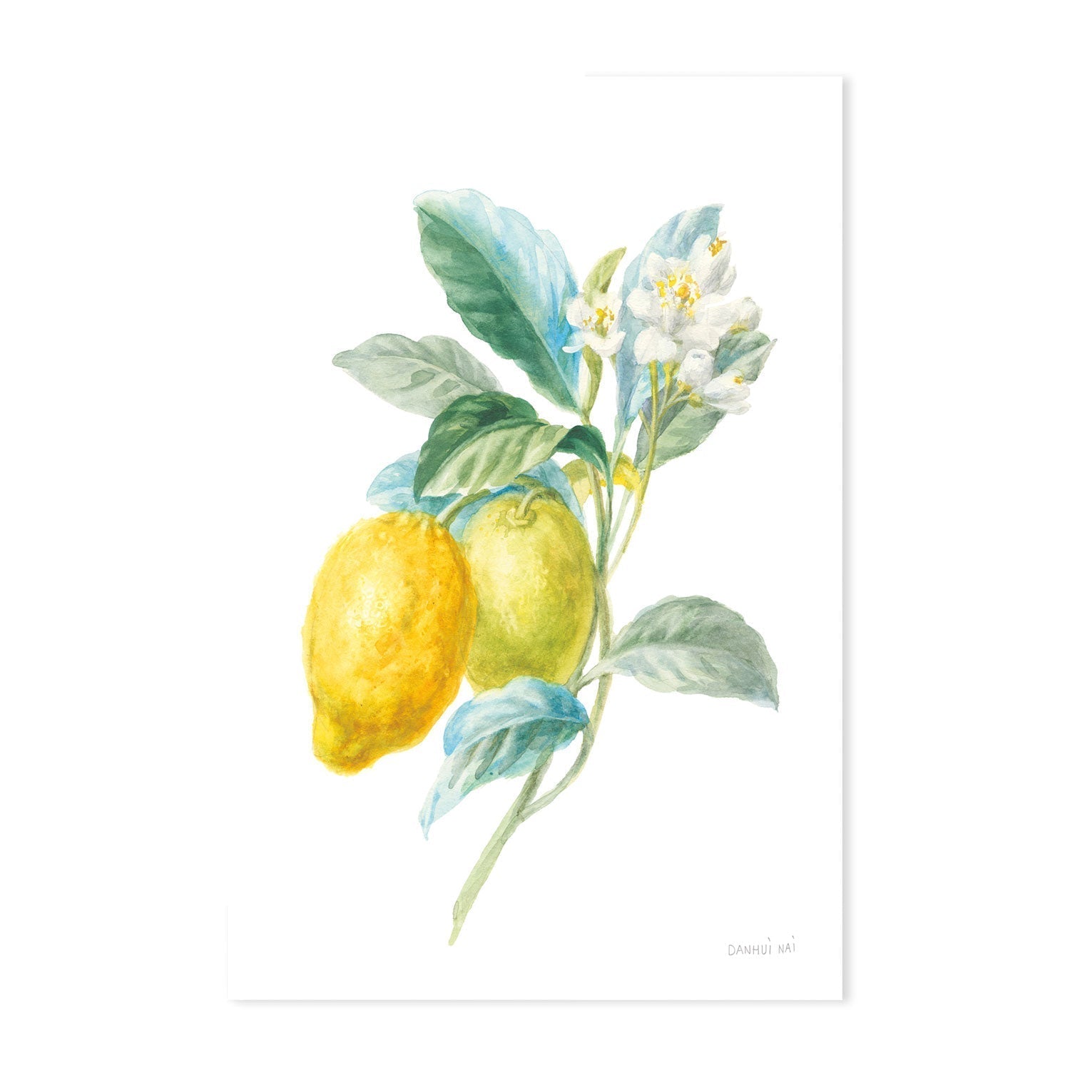 wall-art-print-canvas-poster-framed-Lemon Branch, Style A , By Danhui Nai-GIOIA-WALL-ART