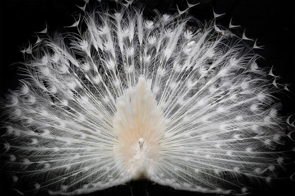 wall-art-print-canvas-poster-framed-Majestic White Peacock-1