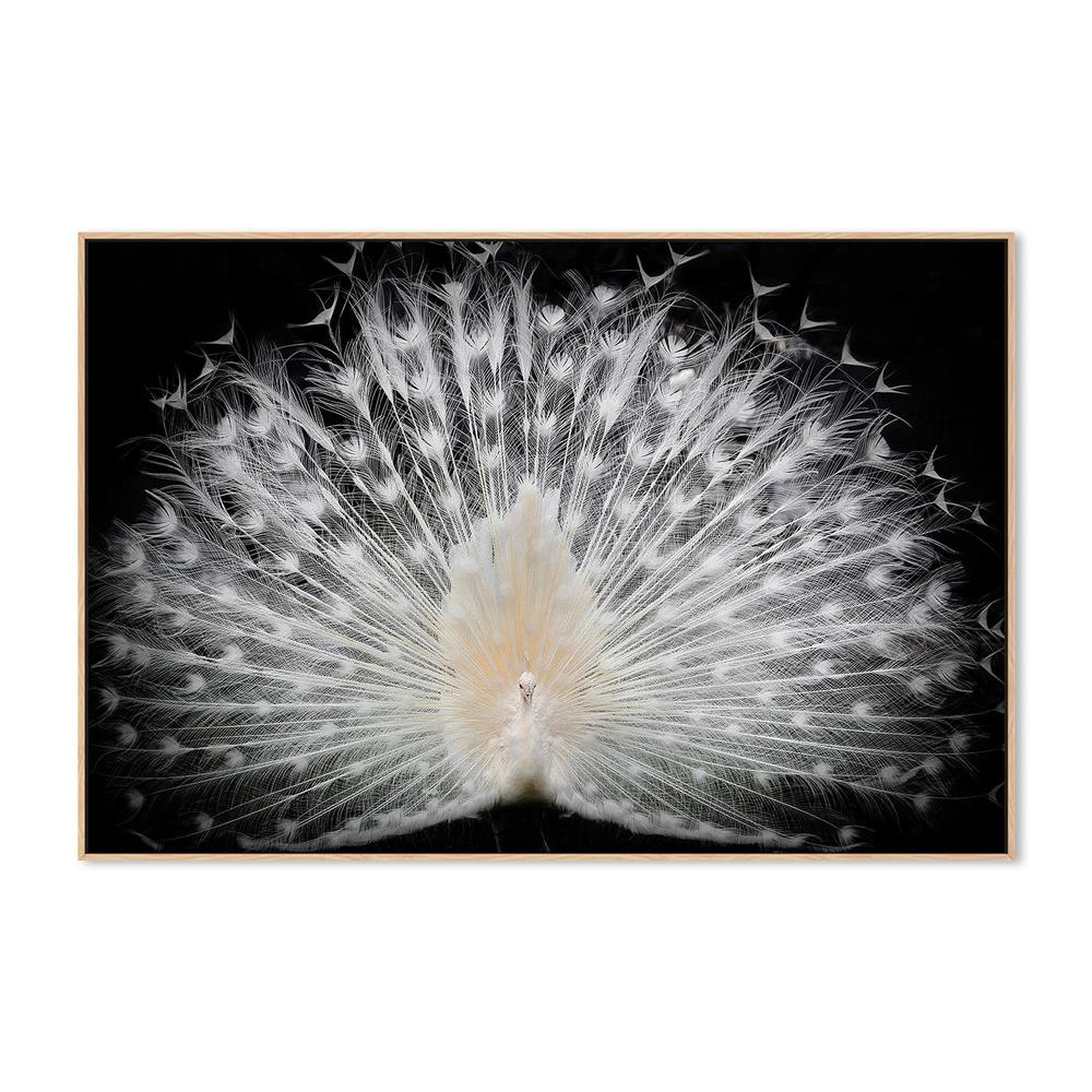 wall-art-print-canvas-poster-framed-Majestic White Peacock-4