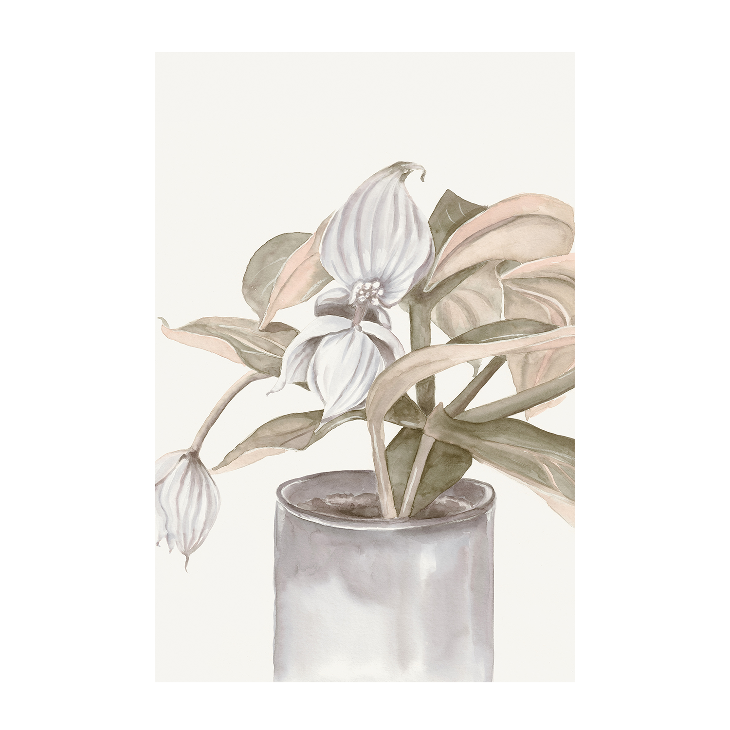 wall-art-print-canvas-poster-framed-Medinilla Magnifica-1