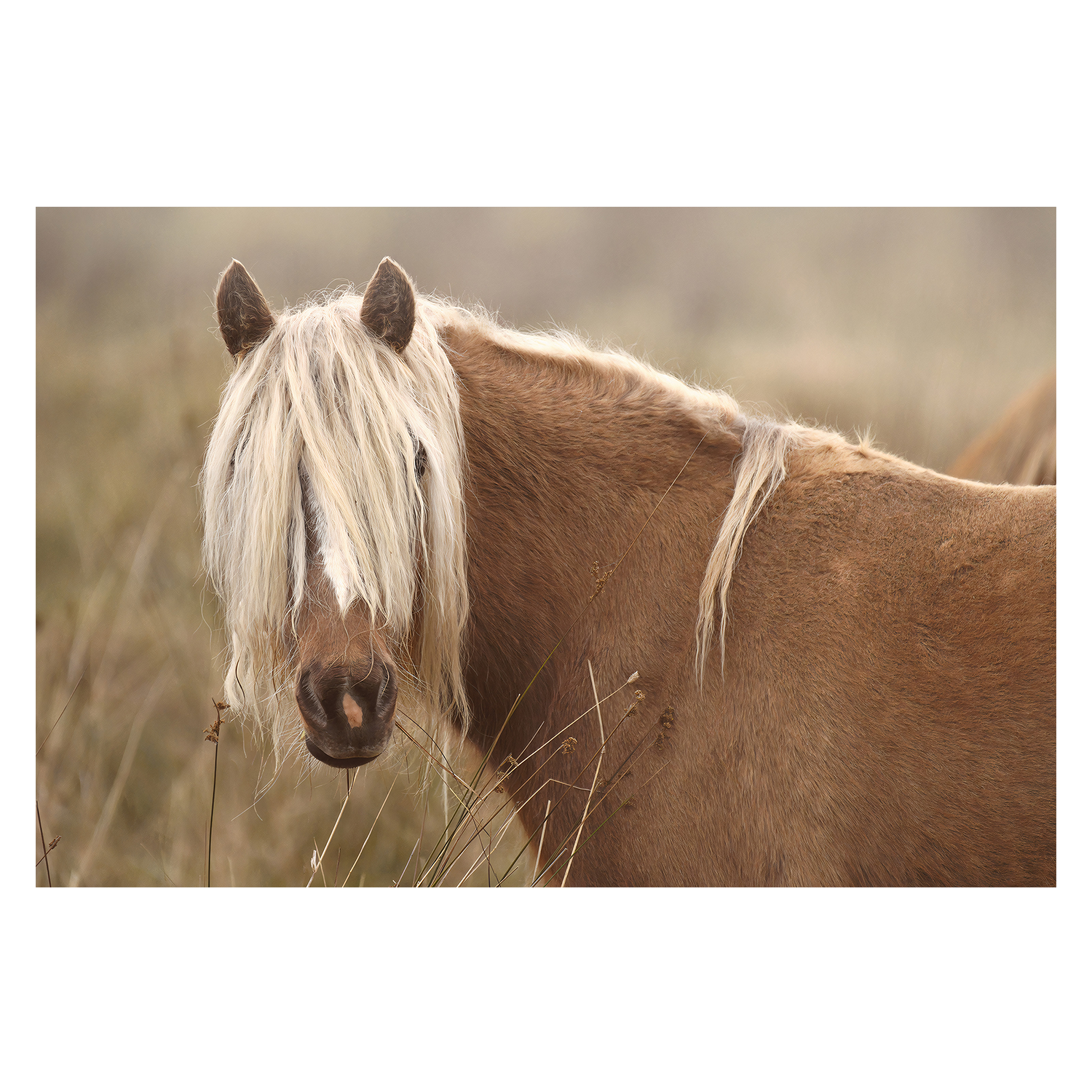 wall-art-print-canvas-poster-framed-Molly, Style A , By Belinda Gerace-1