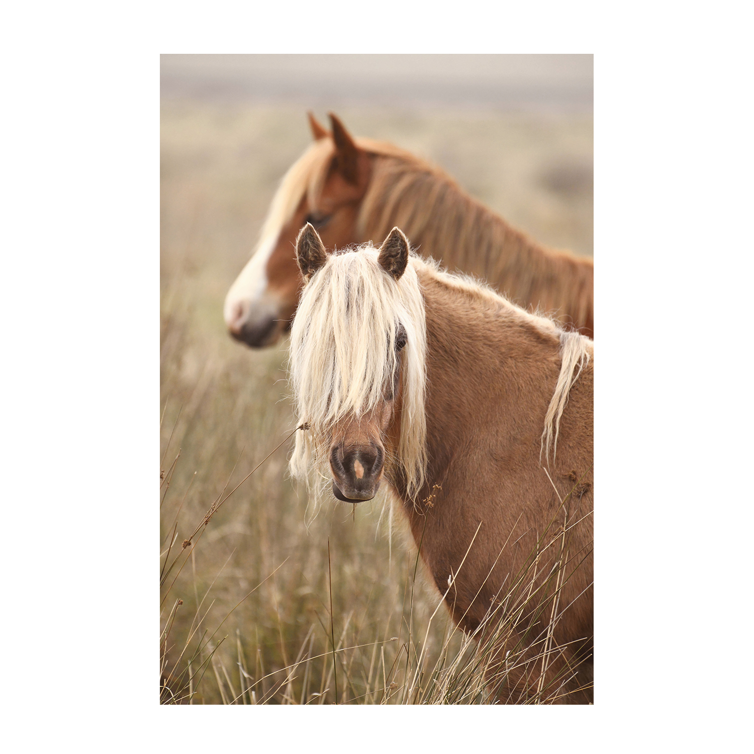 wall-art-print-canvas-poster-framed-Molly, Style B , By Belinda Gerace-1