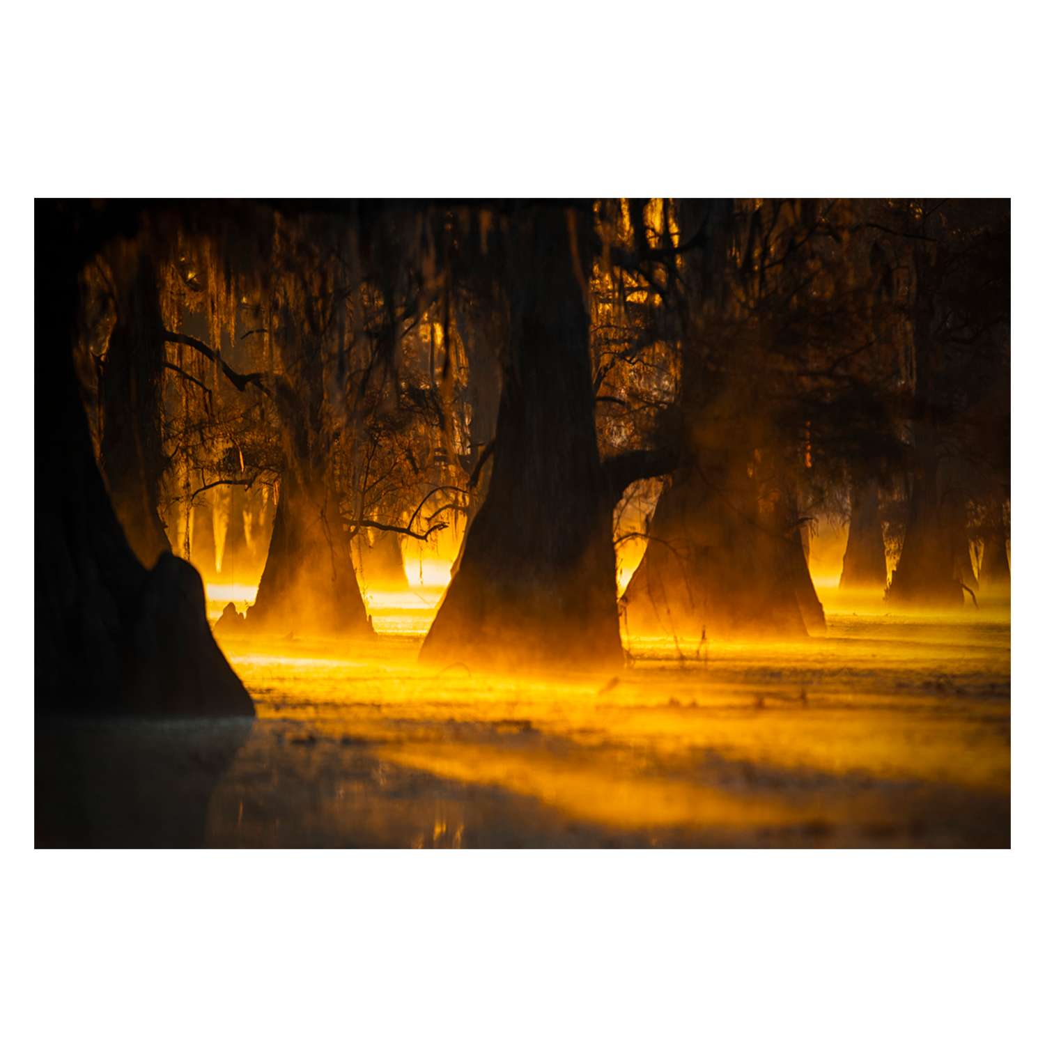 wall-art-print-canvas-poster-framed-Morning Light, By Michael Zheng-GIOIA-WALL-ART