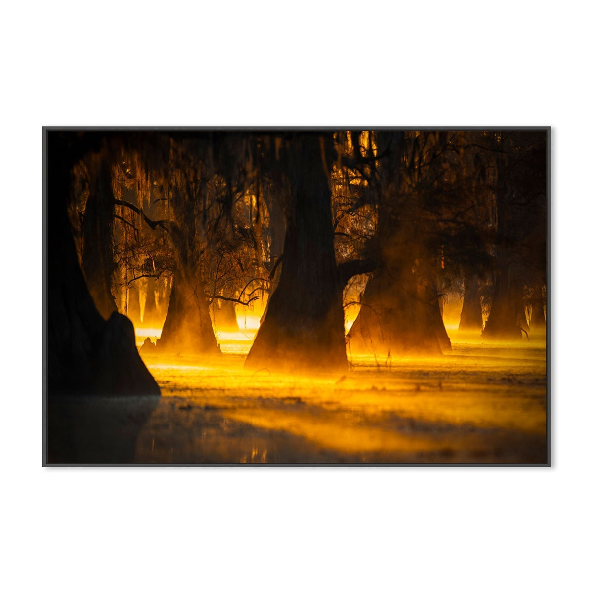 wall-art-print-canvas-poster-framed-Morning Light, By Michael Zheng-GIOIA-WALL-ART