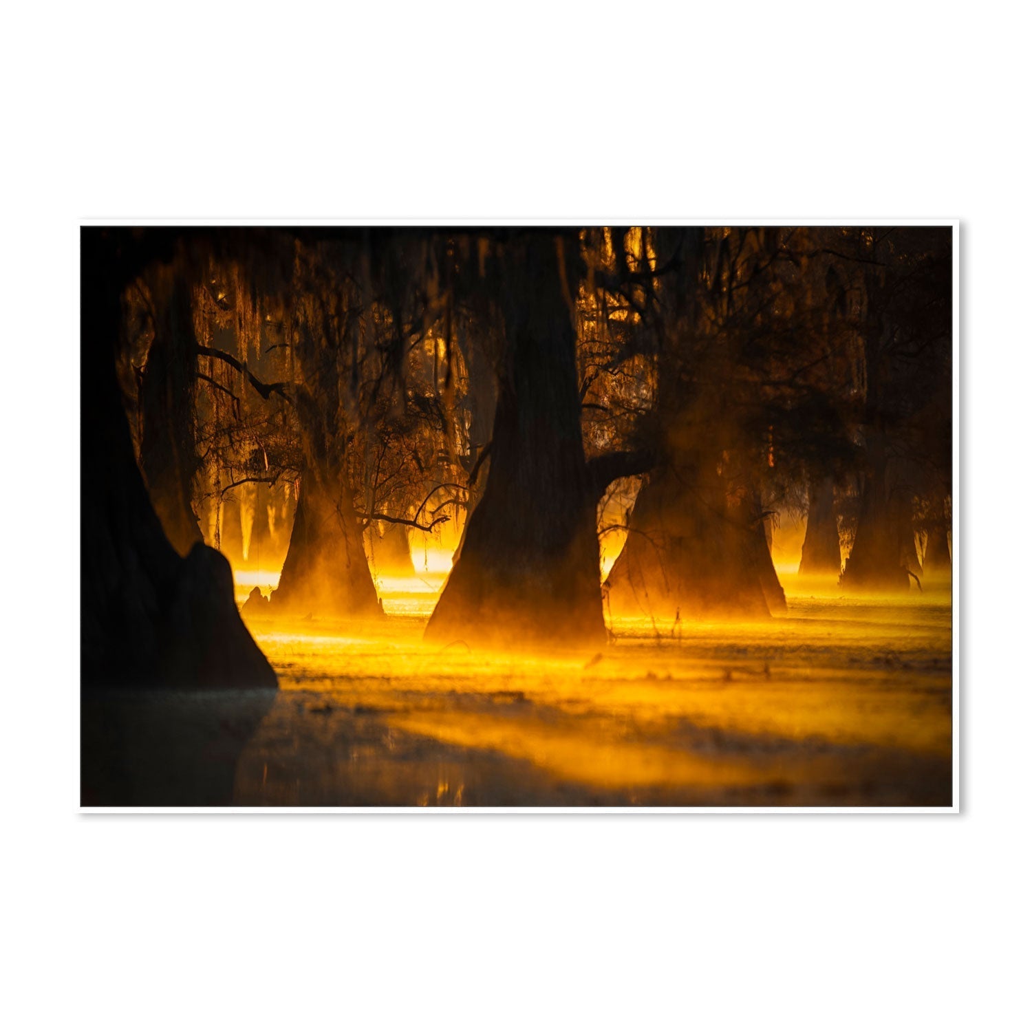 wall-art-print-canvas-poster-framed-Morning Light, By Michael Zheng-GIOIA-WALL-ART