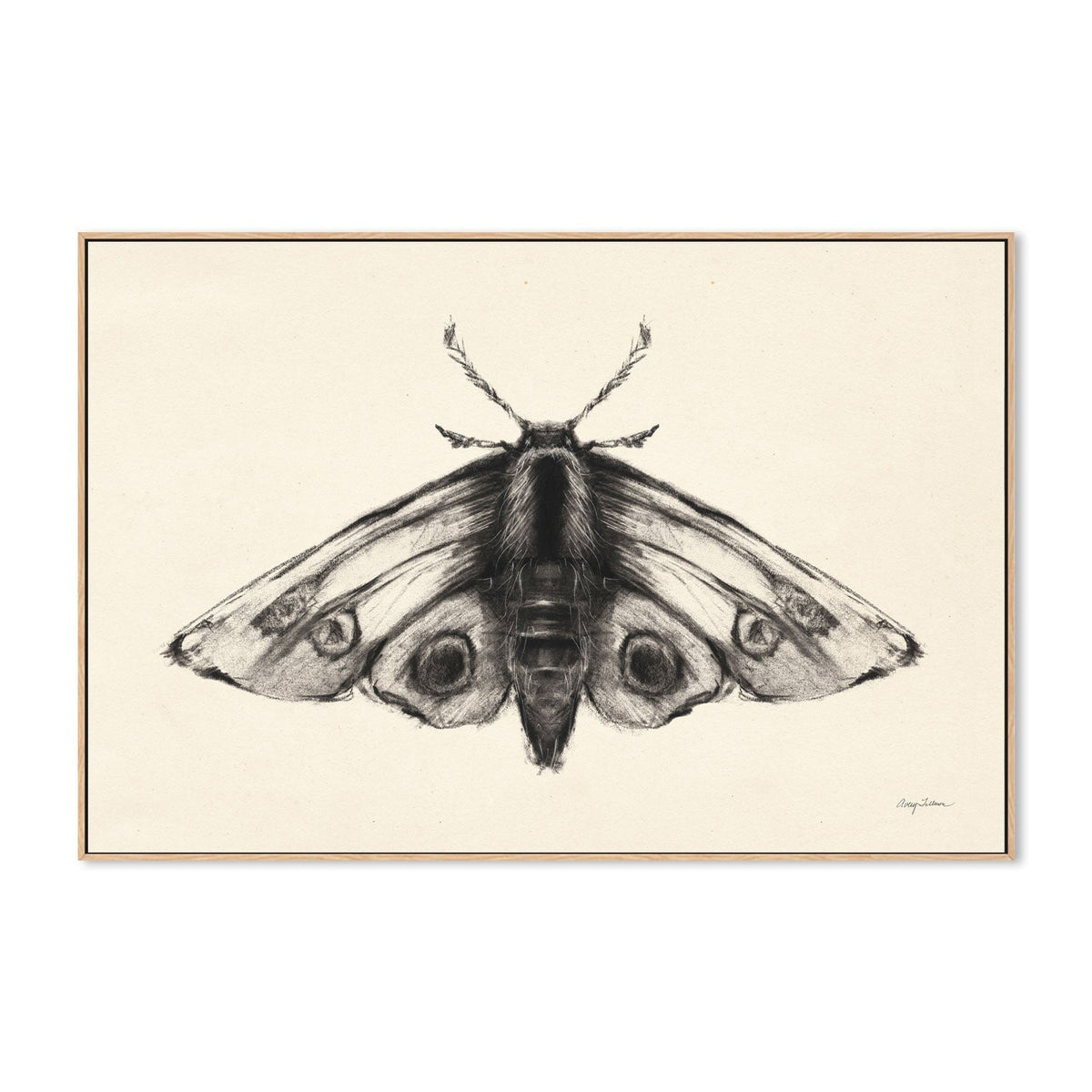 wall-art-print-canvas-poster-framed-Moth, Style A , By Avery Tillmon-GIOIA-WALL-ART