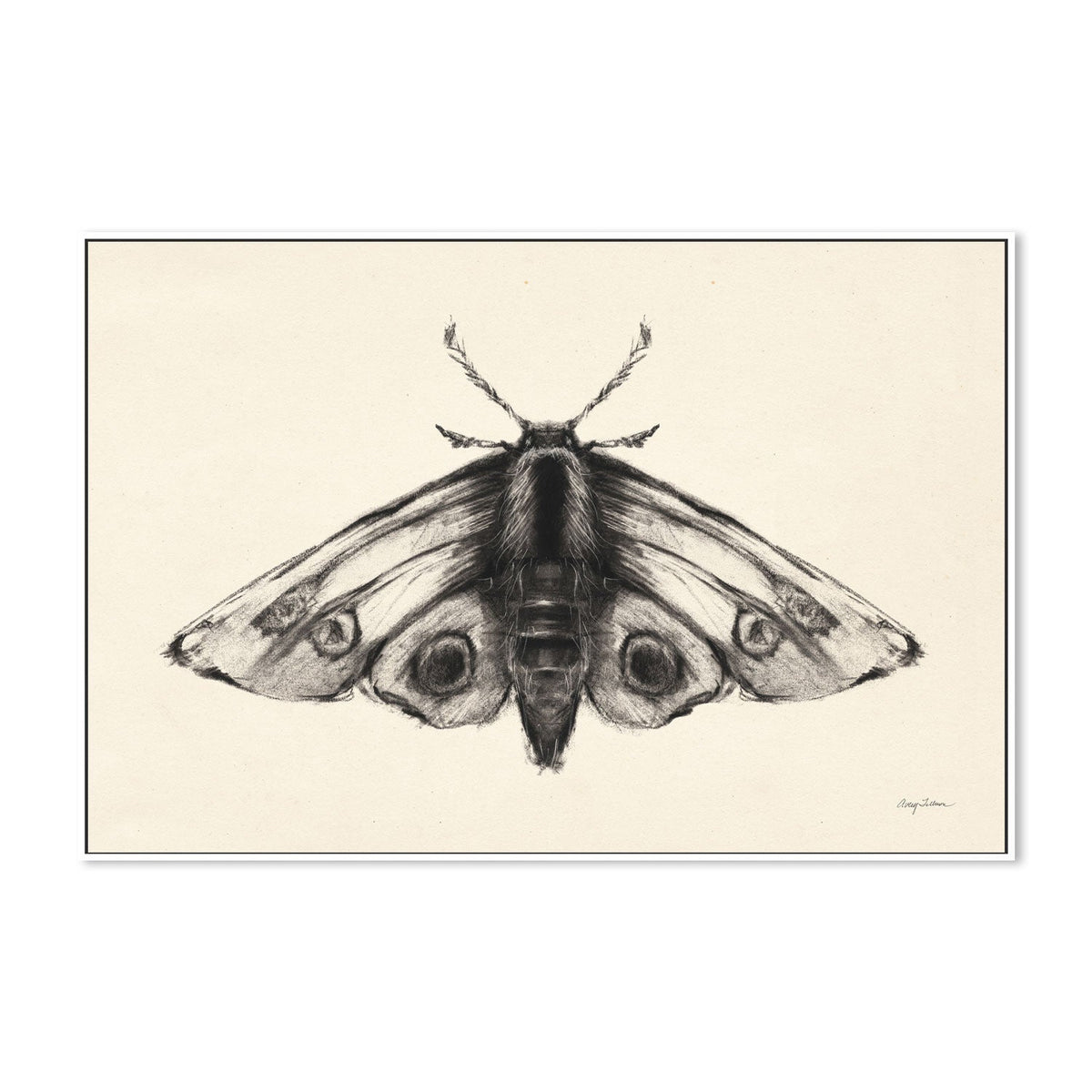 wall-art-print-canvas-poster-framed-Moth, Style A , By Avery Tillmon-GIOIA-WALL-ART